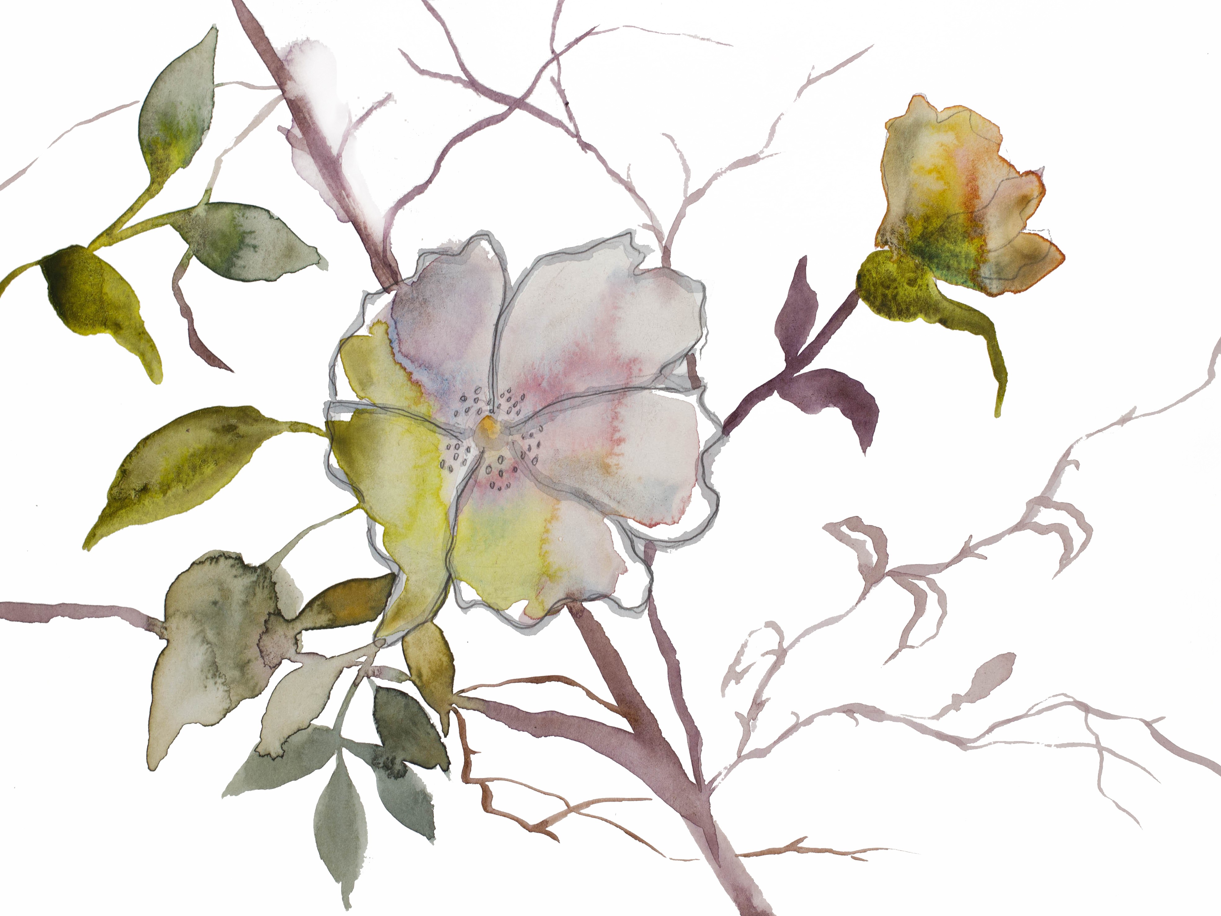 Elizabeth Becker, Wild Rose No. 18 Elizabeth Becker, Wild Rose No. 18