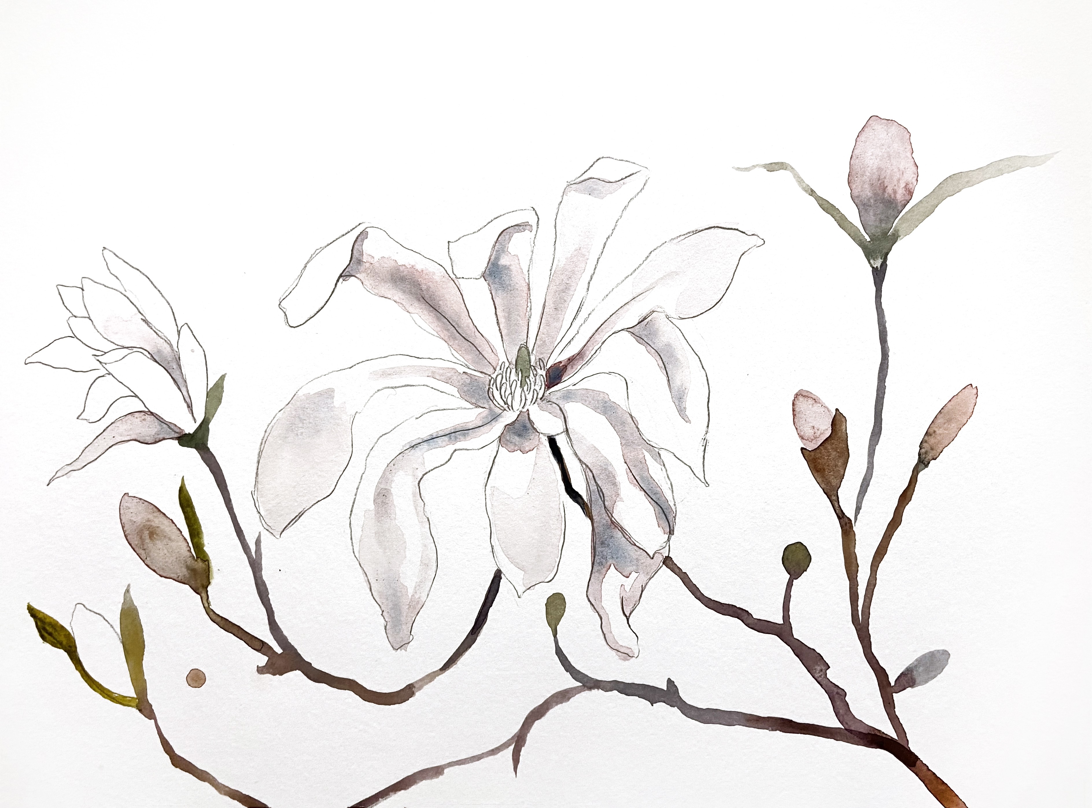 Elizabeth Becker, Magnolia Study No. 6 Elizabeth Becker, Magnolia Study No. 6