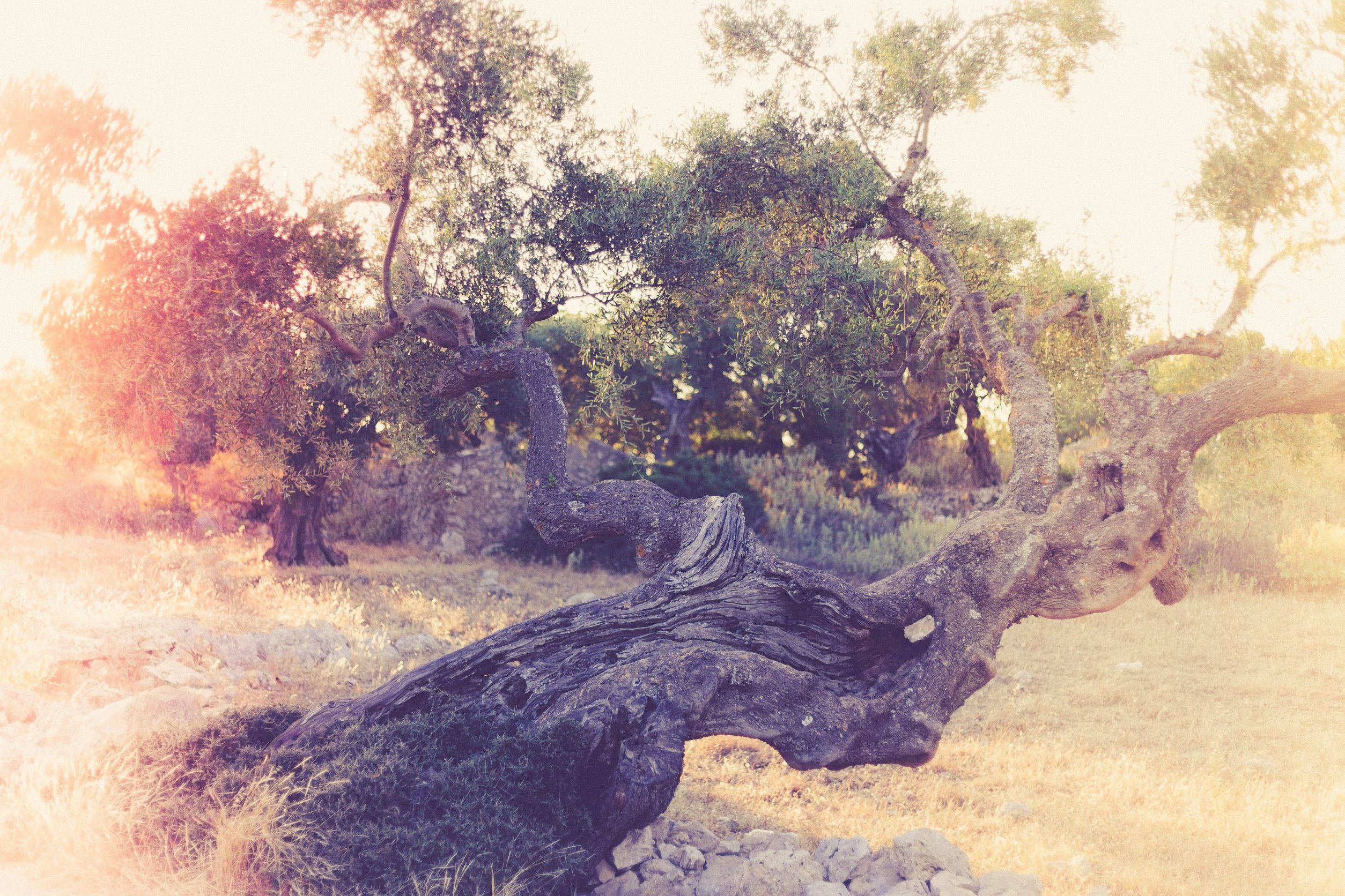 Valentin Zaharia, The old prince - limited edition of 33 Valentin Zaharia, The old prince - limited edition of 33