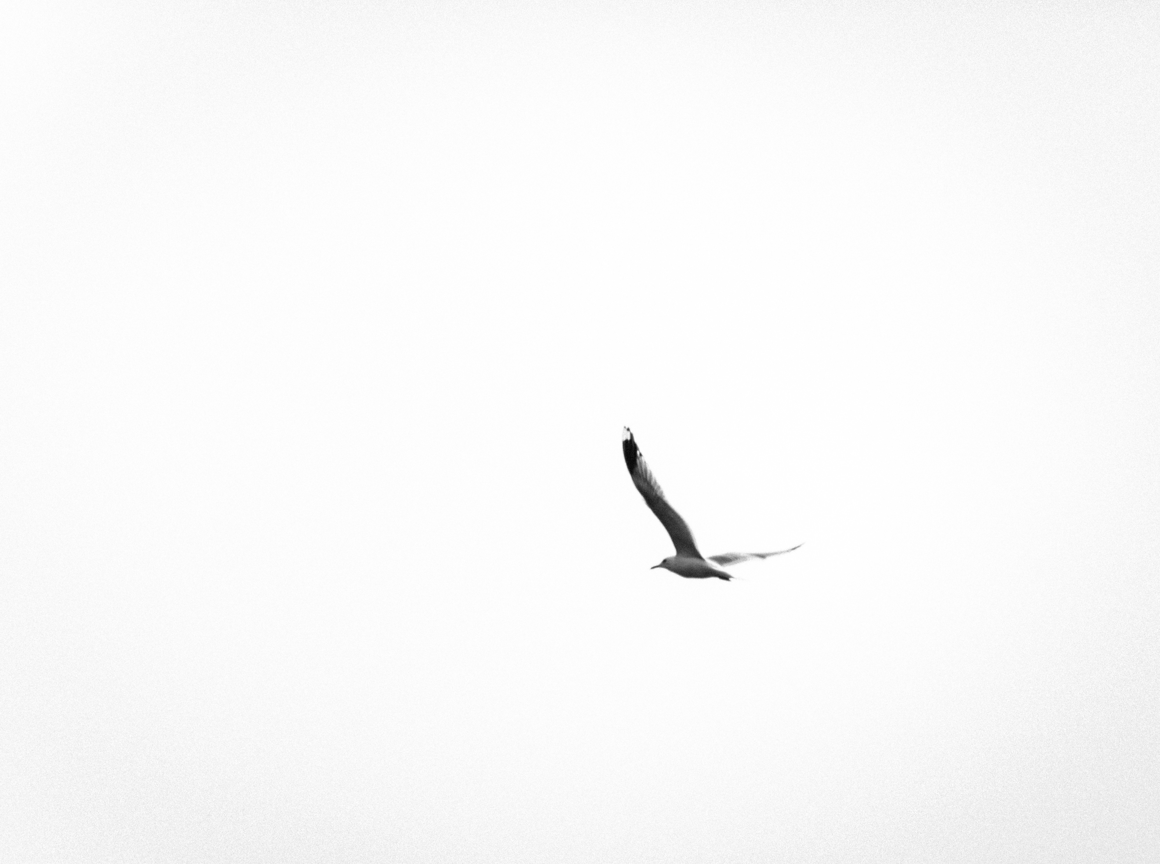 Valentin Zaharia, Seagull in White Sky - limited edition of 10 Valentin Zaharia, Seagull in White Sky - limited edition of 10