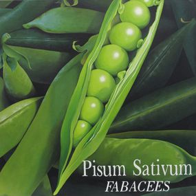 Gemälde, Pissum sativum, Nathalie Gravey