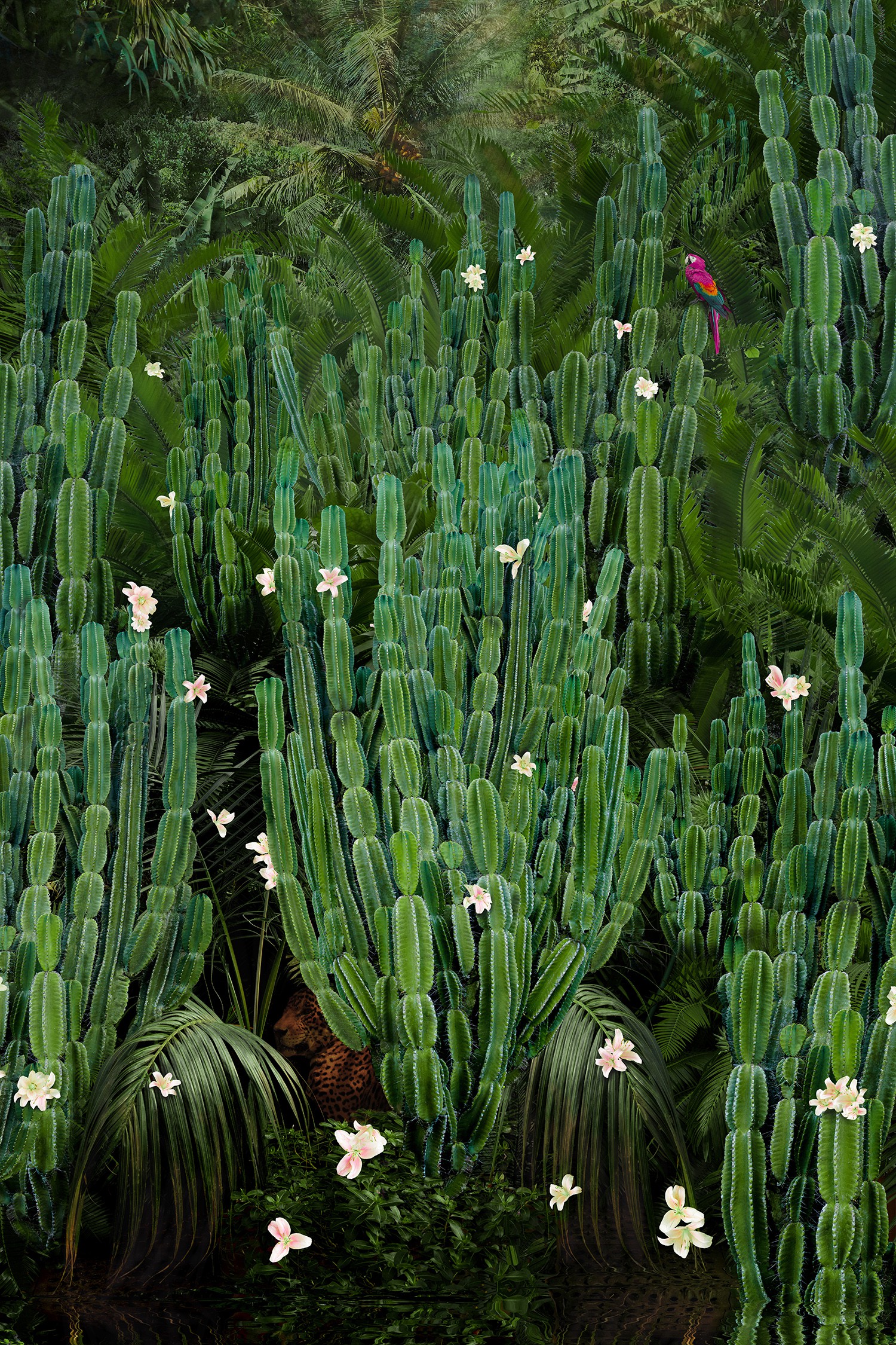 Nadia Attura, Cactus Forest Nadia Attura, Cactus Forest