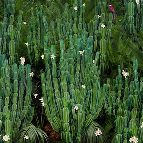 Photographie, Cactus Forest, Nadia Attura