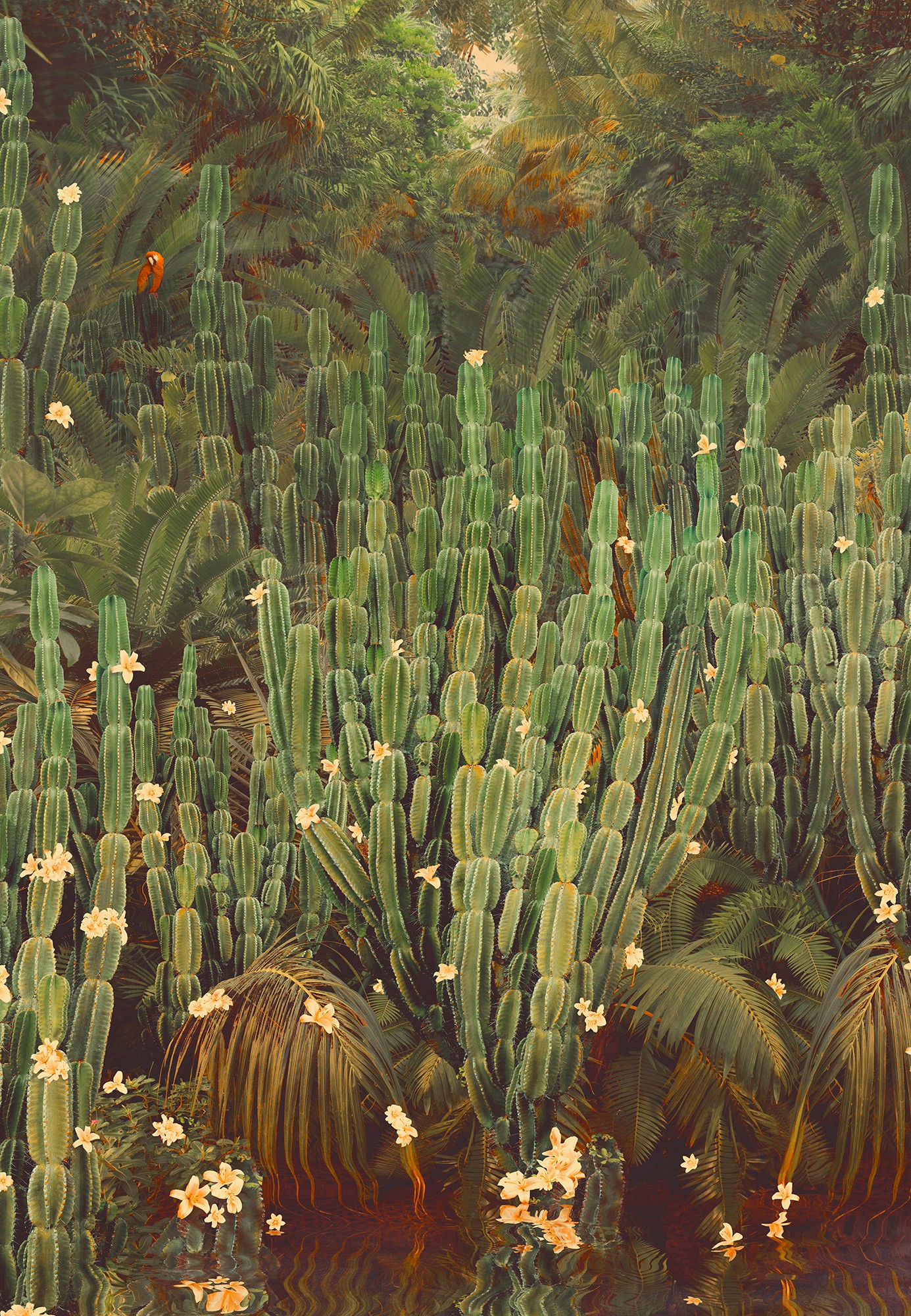 Nadia Attura, Cactus Jungle Nadia Attura, Cactus Jungle