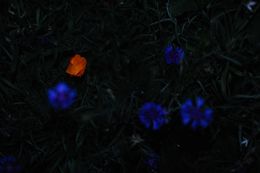 Photographie, Peace in Ukraine, Elena Bandurka