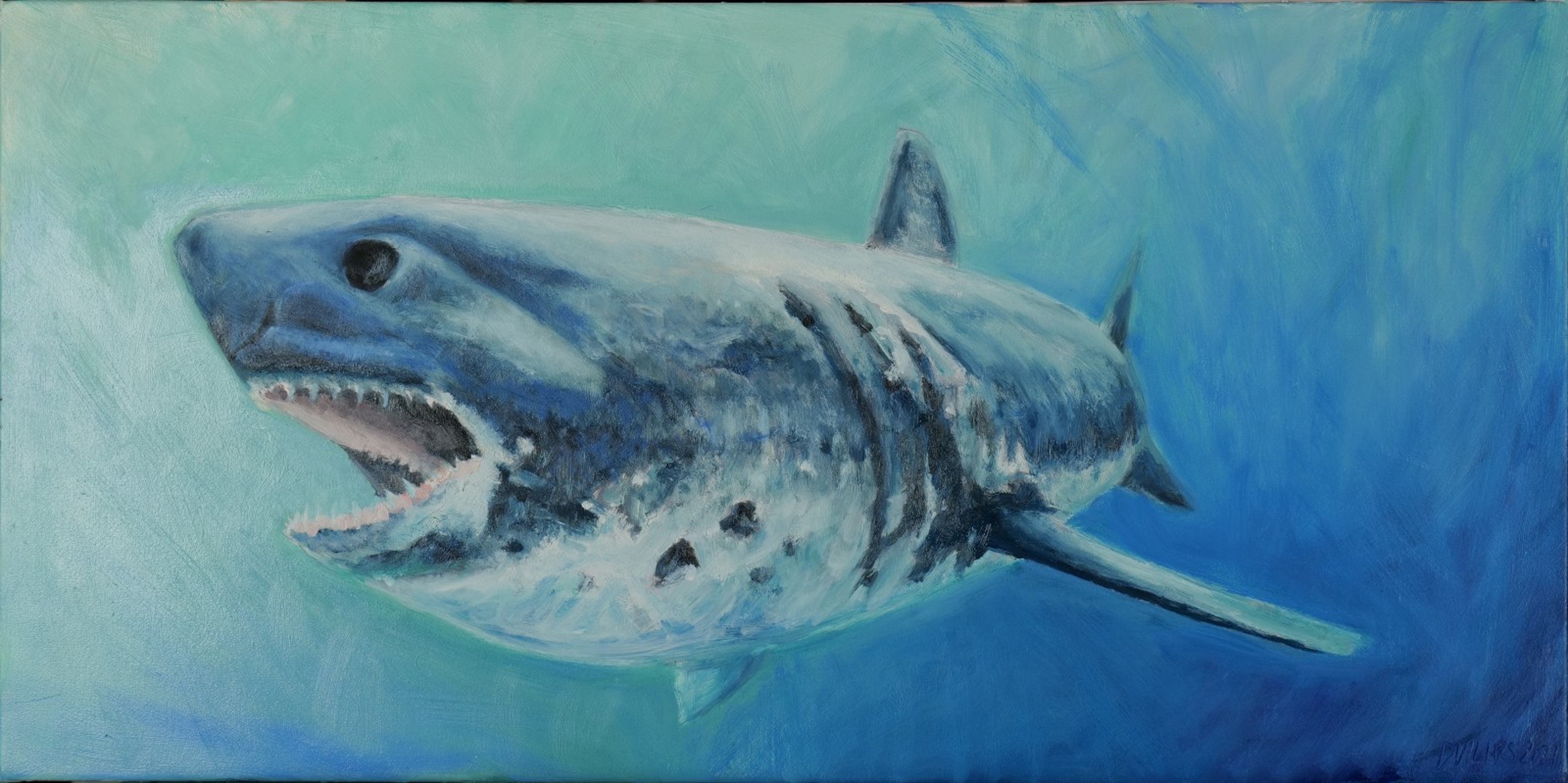 Duilio Forte, Shark 20773 Duilio Forte, Shark 20773