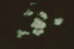 Photographie, Peace in Ukraine, Elena Bandurka