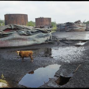 Photography, La vache, Grozny, Tchétchénie, Françoise Spiekermeier