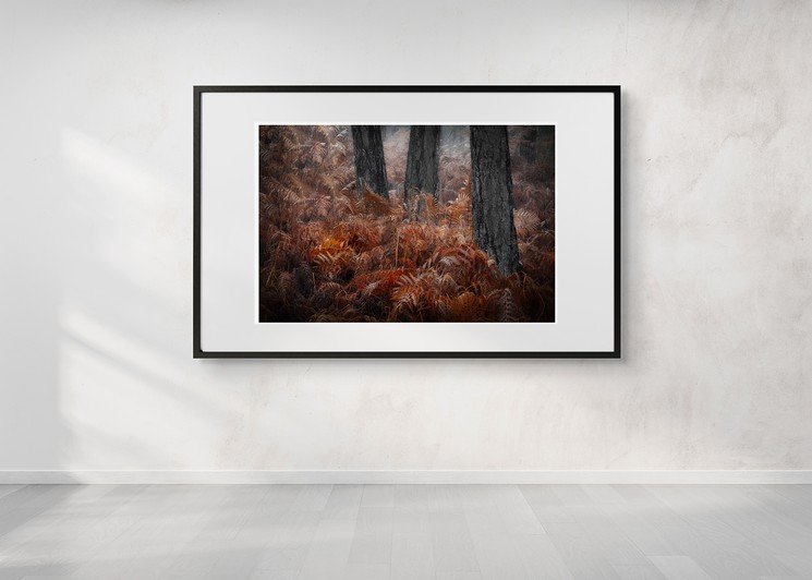 Automne en forêt de Brocéliande #1 by Pierre Leccia, 2019 | Photography ...