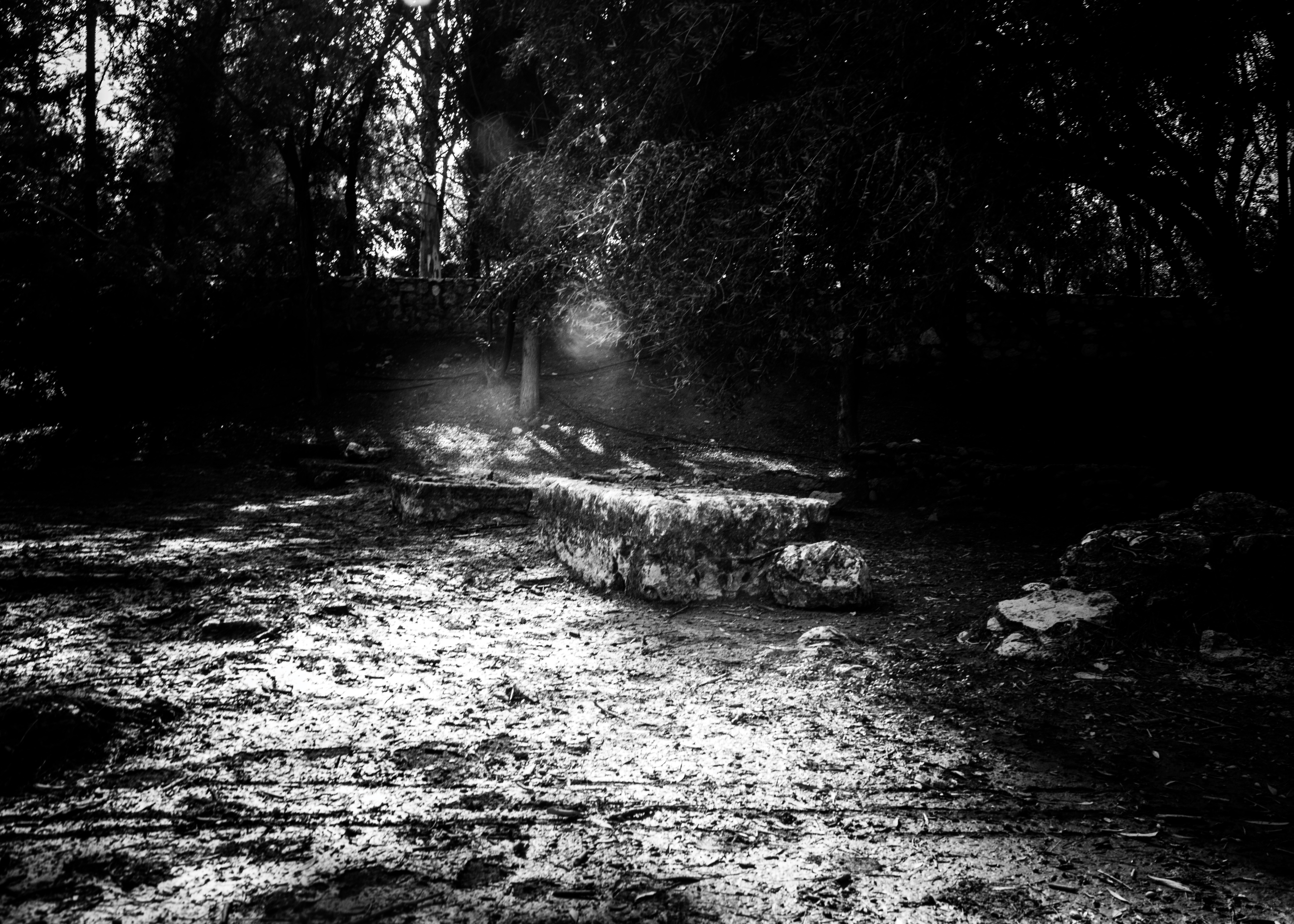 Ellie Sass (Sassayiannis), Magical Woods Ellie Sass (Sassayiannis), Magical Woods