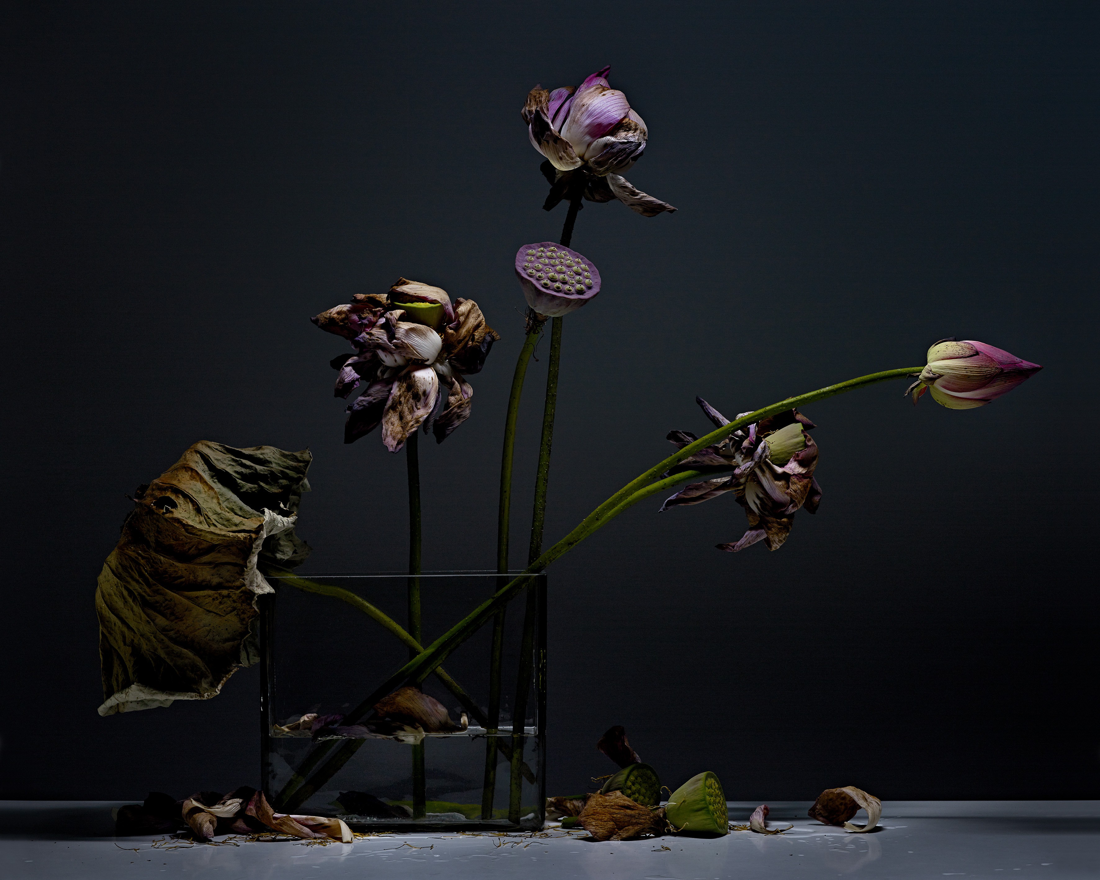 Stéphane Spach, Lotus Stéphane Spach, Lotus