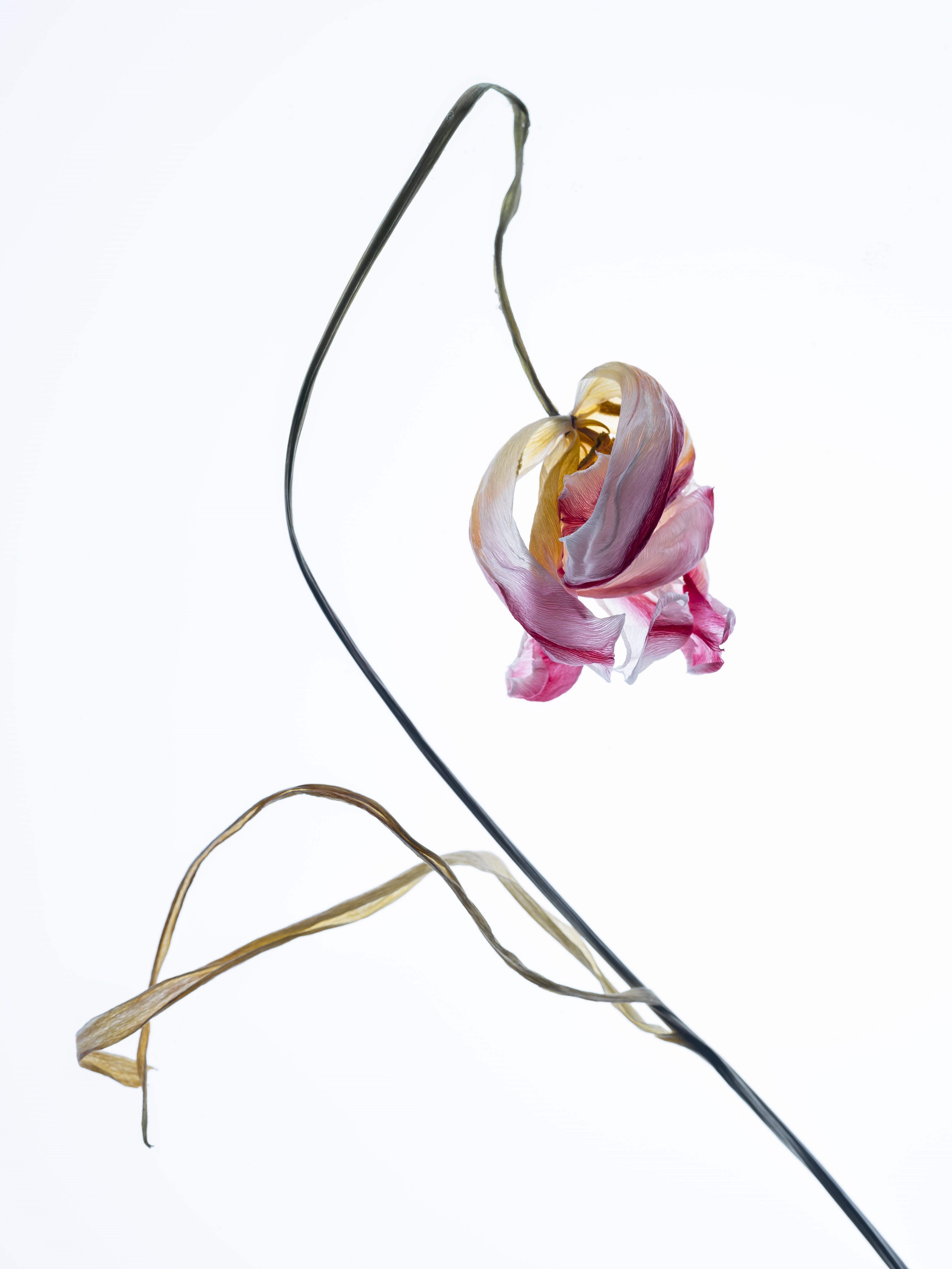 Stéphane Spach, Tulipe 07 Stéphane Spach, Tulipe 07