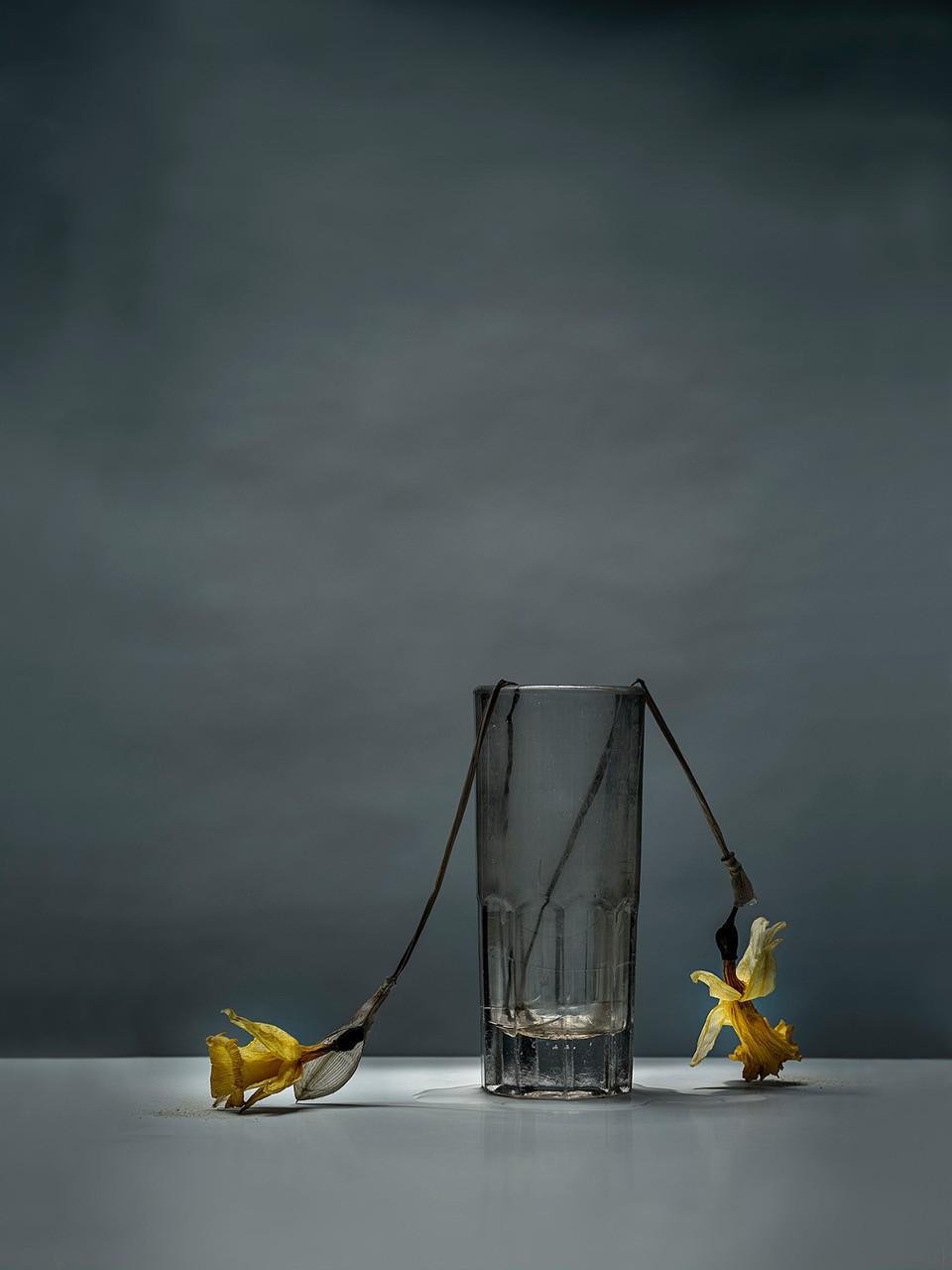 Stéphane Spach, Jonquilles Stéphane Spach, Jonquilles