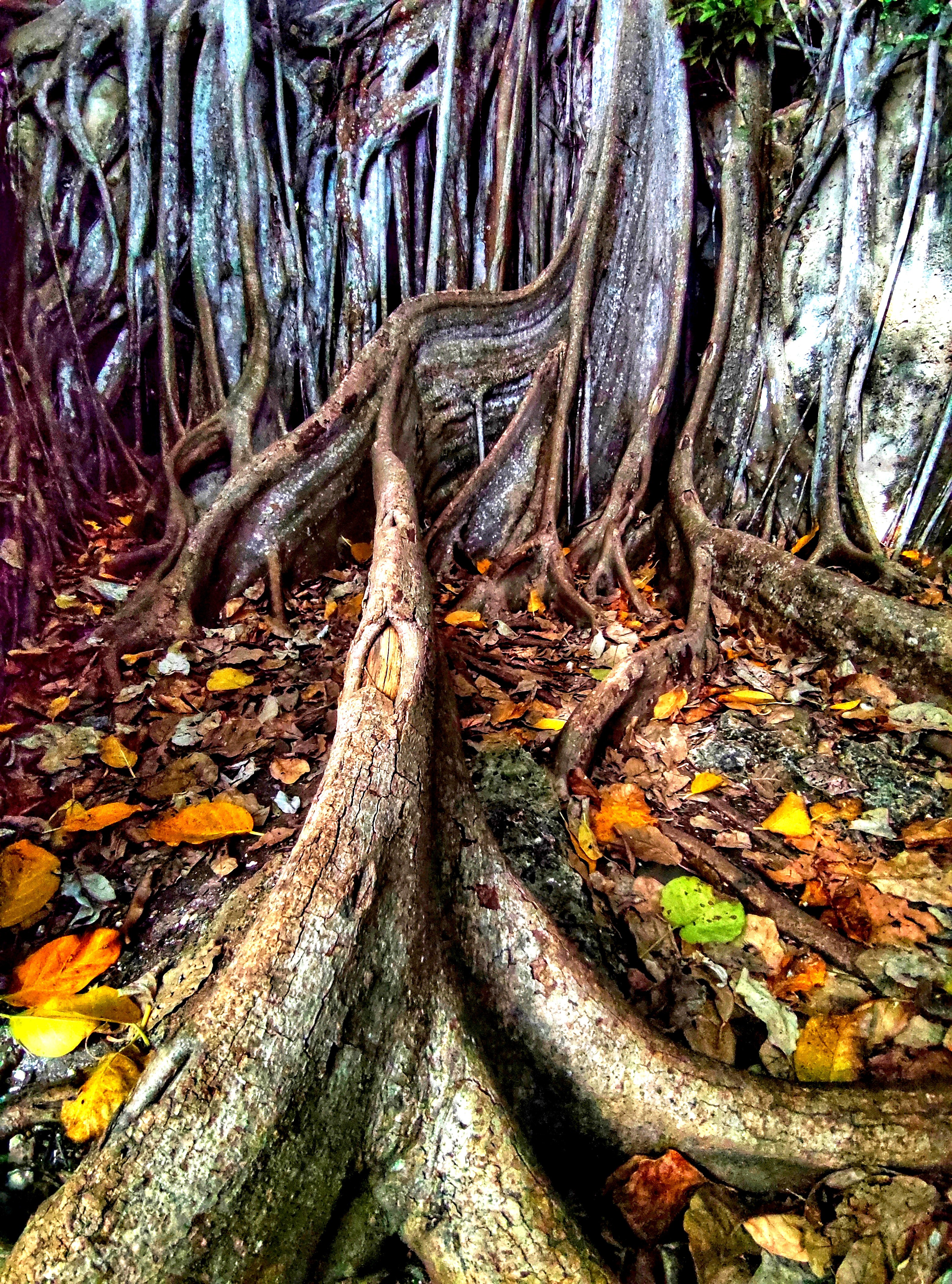 Dominique Leroy, Arbre millénaire. Guadeloupe Dominique Leroy, Arbre millénaire. Guadeloupe