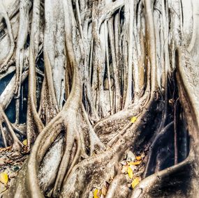 Photography, Arbre millénaire. Espace Régionale du Moule. Guadeloupe, Dominique Leroy