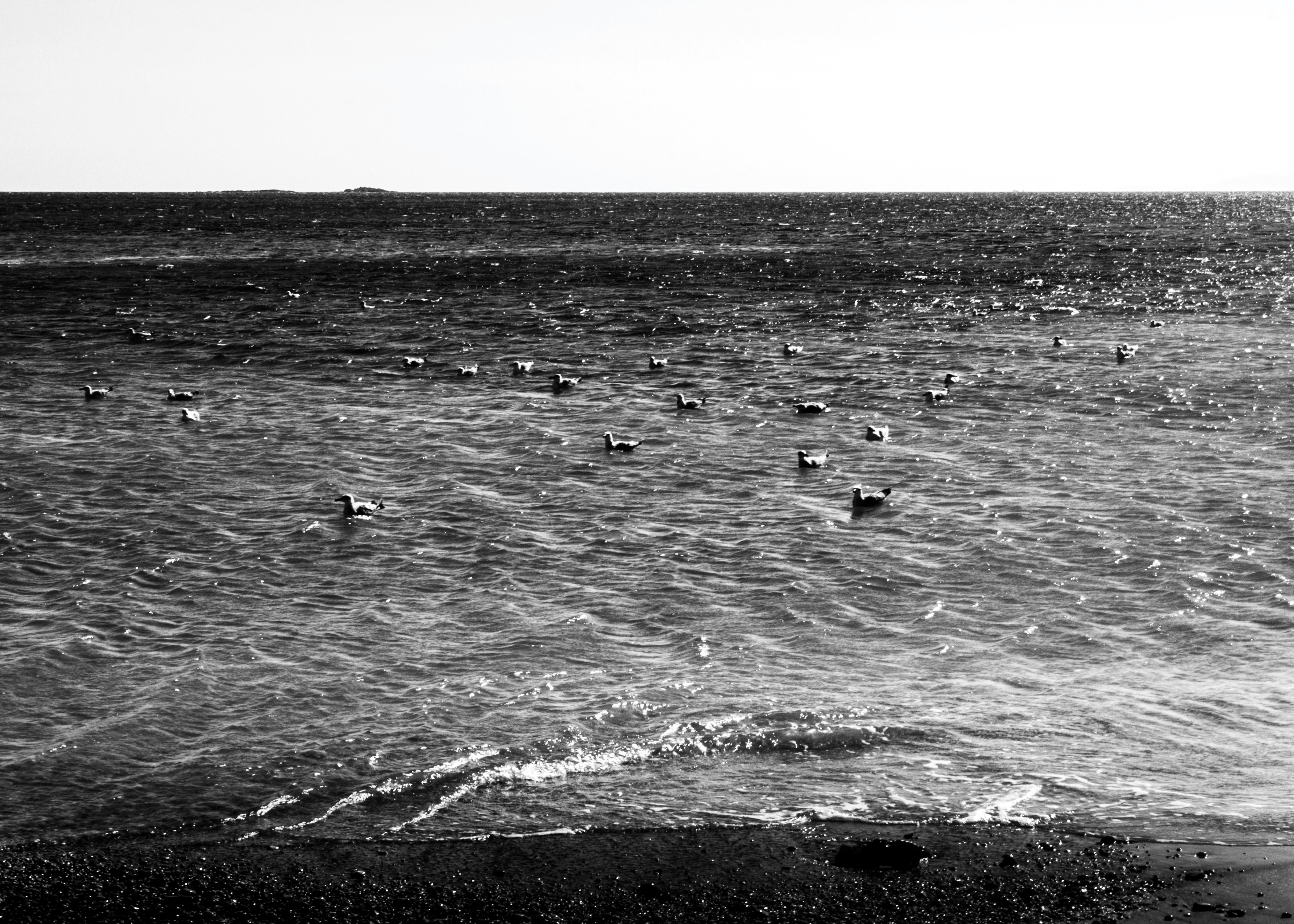Ellie Sass (Sassayiannis), Seabirds II Ellie Sass (Sassayiannis), Seabirds II