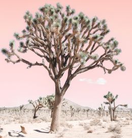 Pastel desert - sunlit coral, Kristin Hart