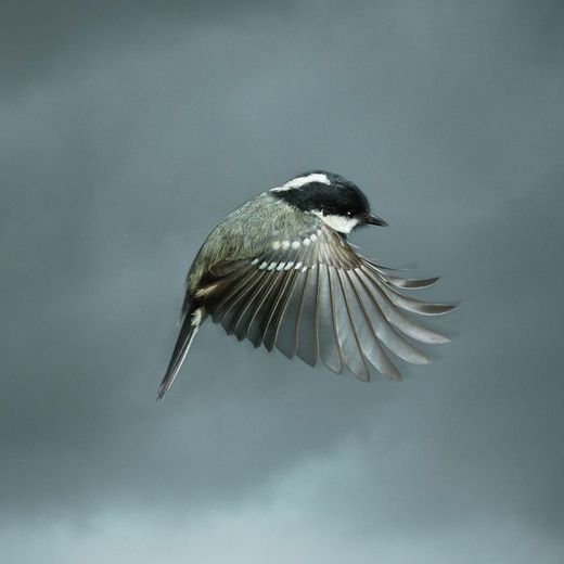 Mark Harvey