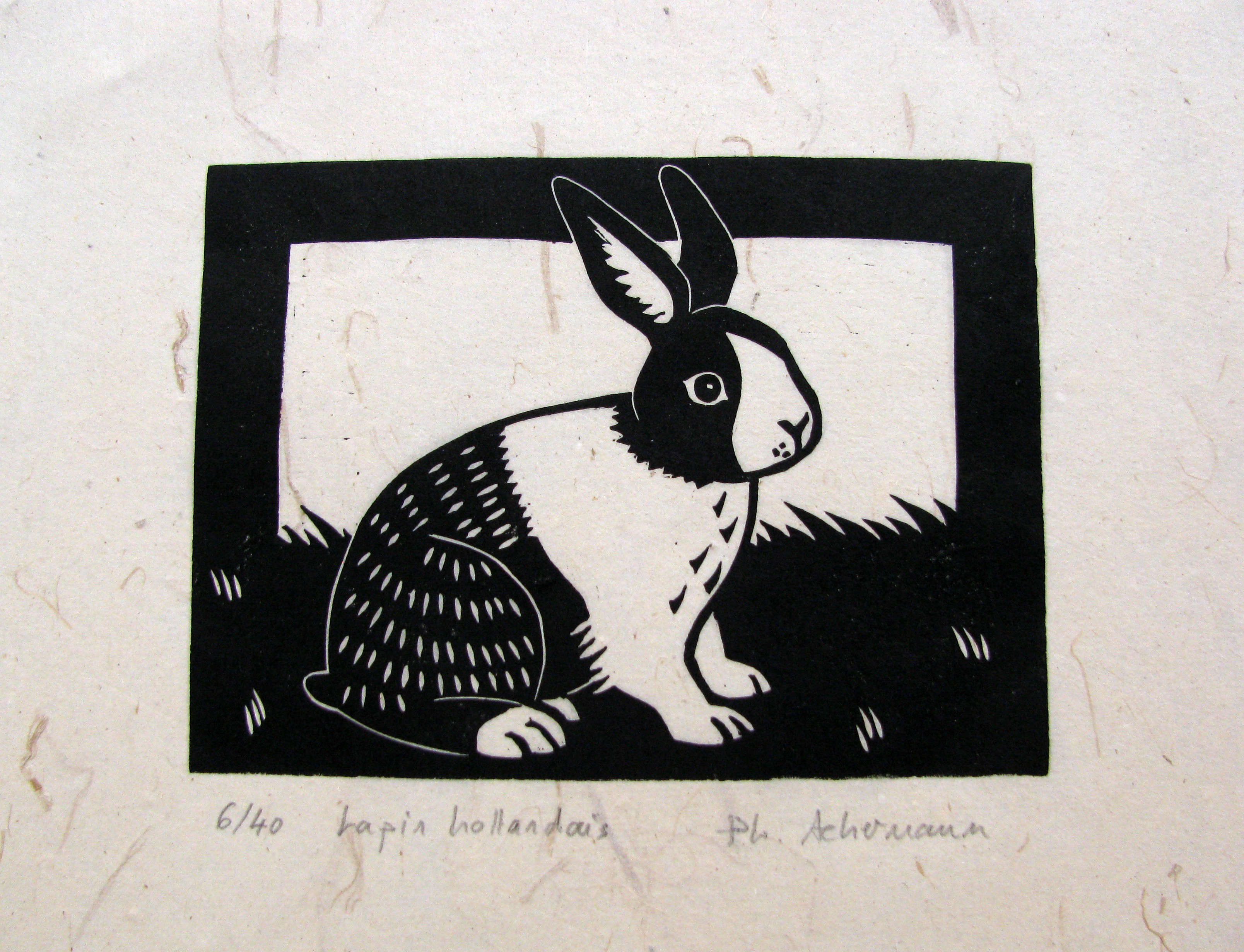 Philippe Achermann, Lapin hollandais Philippe Achermann, Lapin hollandais