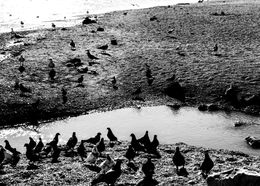 Seabirds IX, Ellie Sass (Sassayiannis)