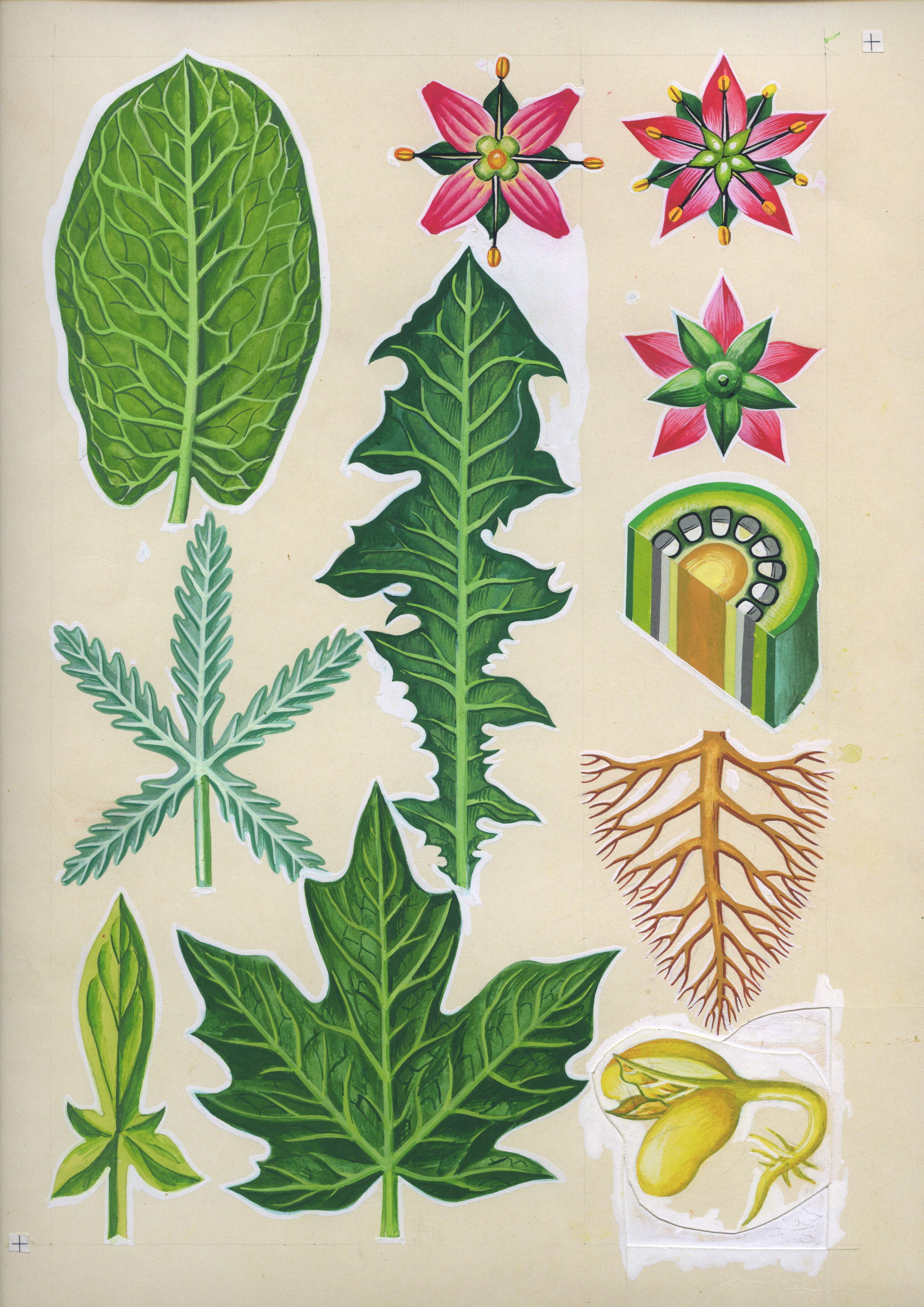 Tekla Aleksieva, Botanical illustration 1 Tekla Aleksieva, Botanical illustration 1