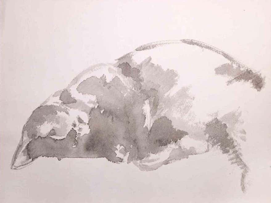Giselle Halff, Sleeping Cat Giselle Halff, Sleeping Cat