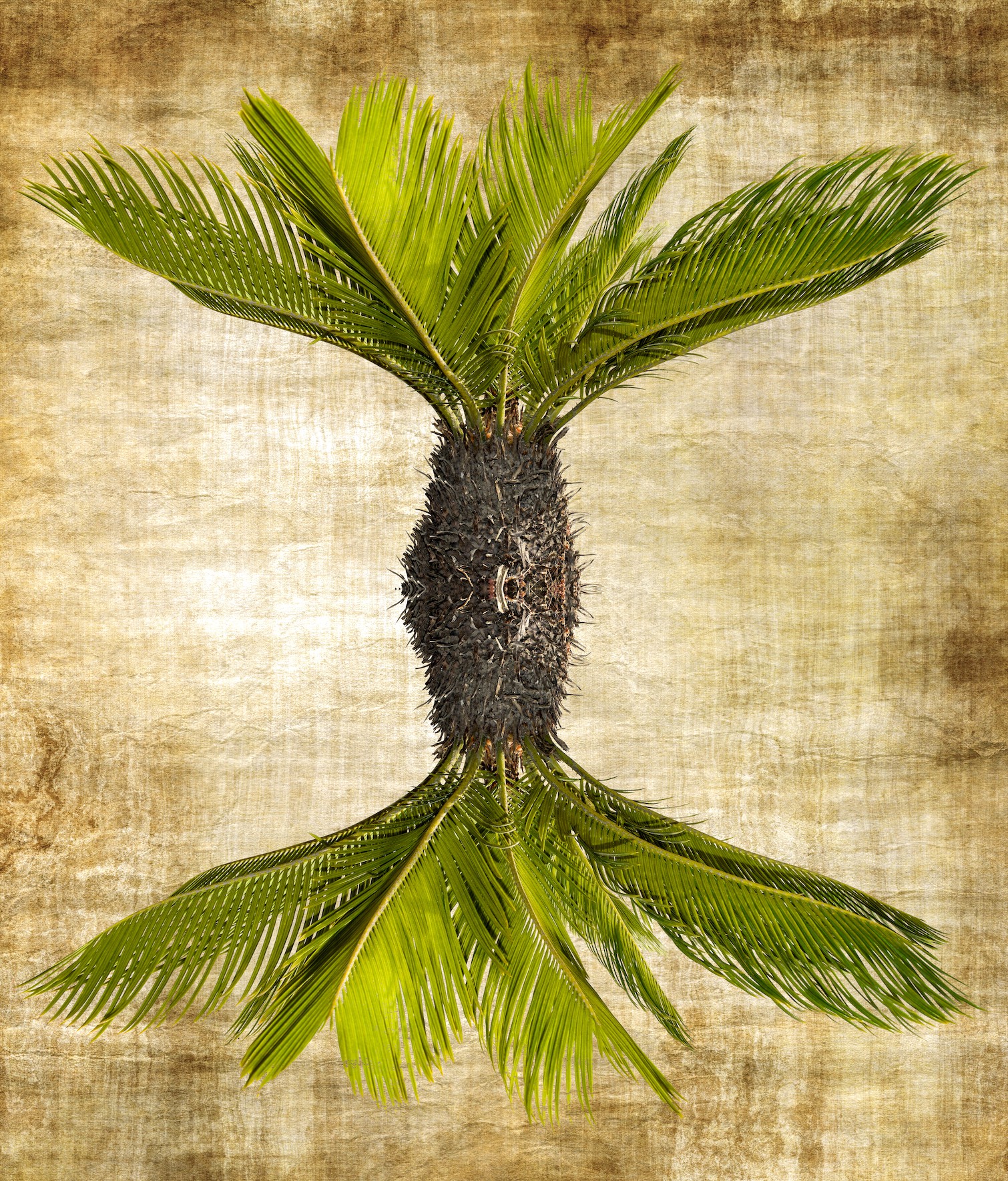 Sumit Mehndiratta, Alien Botany Sumit Mehndiratta, Alien Botany