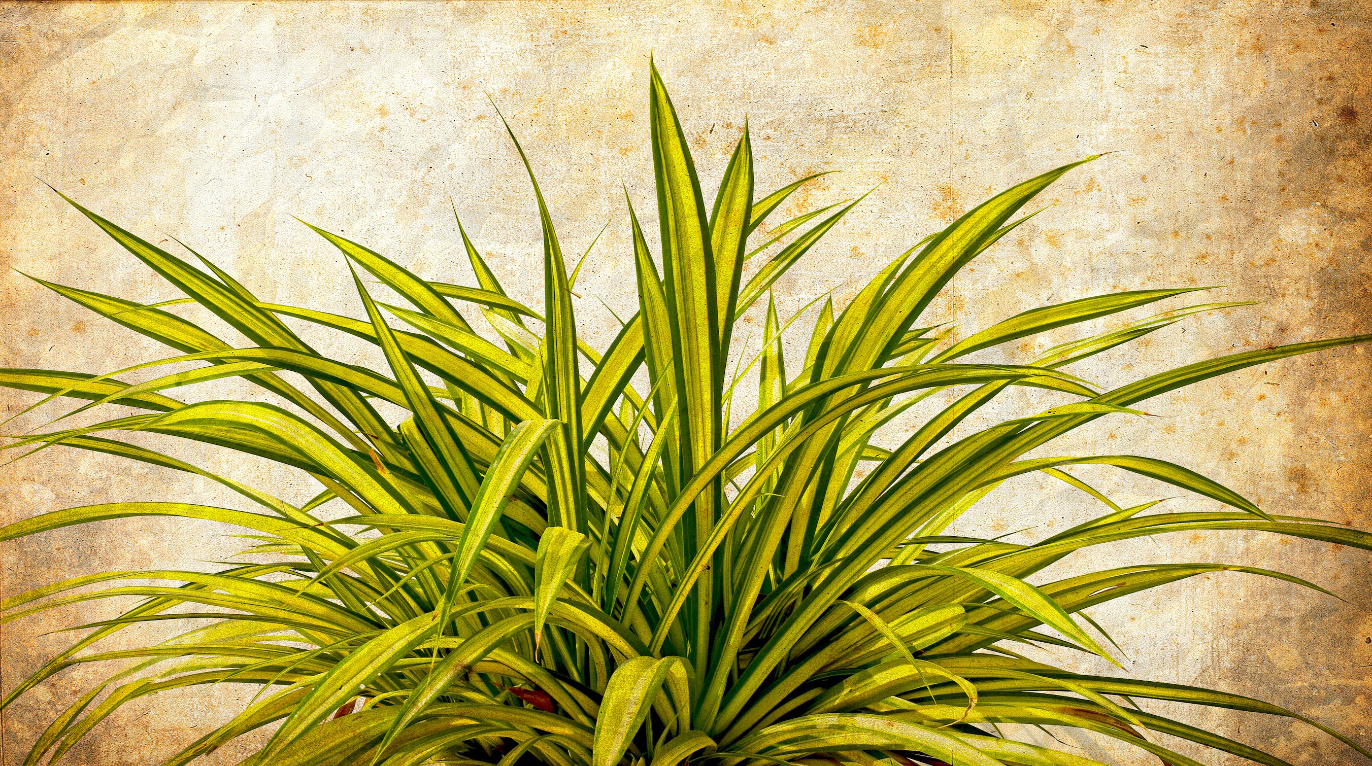 Sumit Mehndiratta, Flourish Sumit Mehndiratta, Flourish