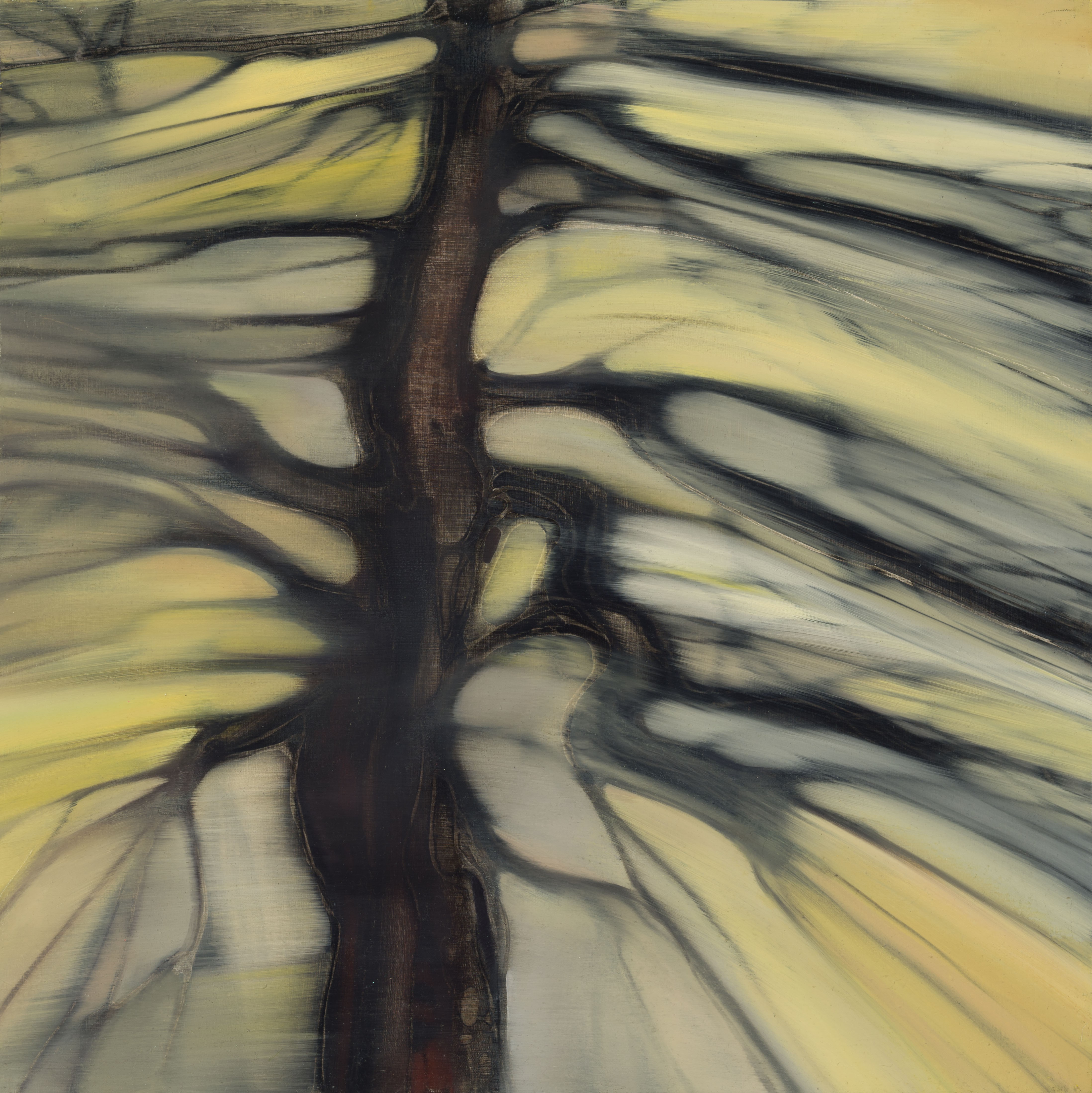 Teona Yamanidze, Forest Teona Yamanidze, Forest