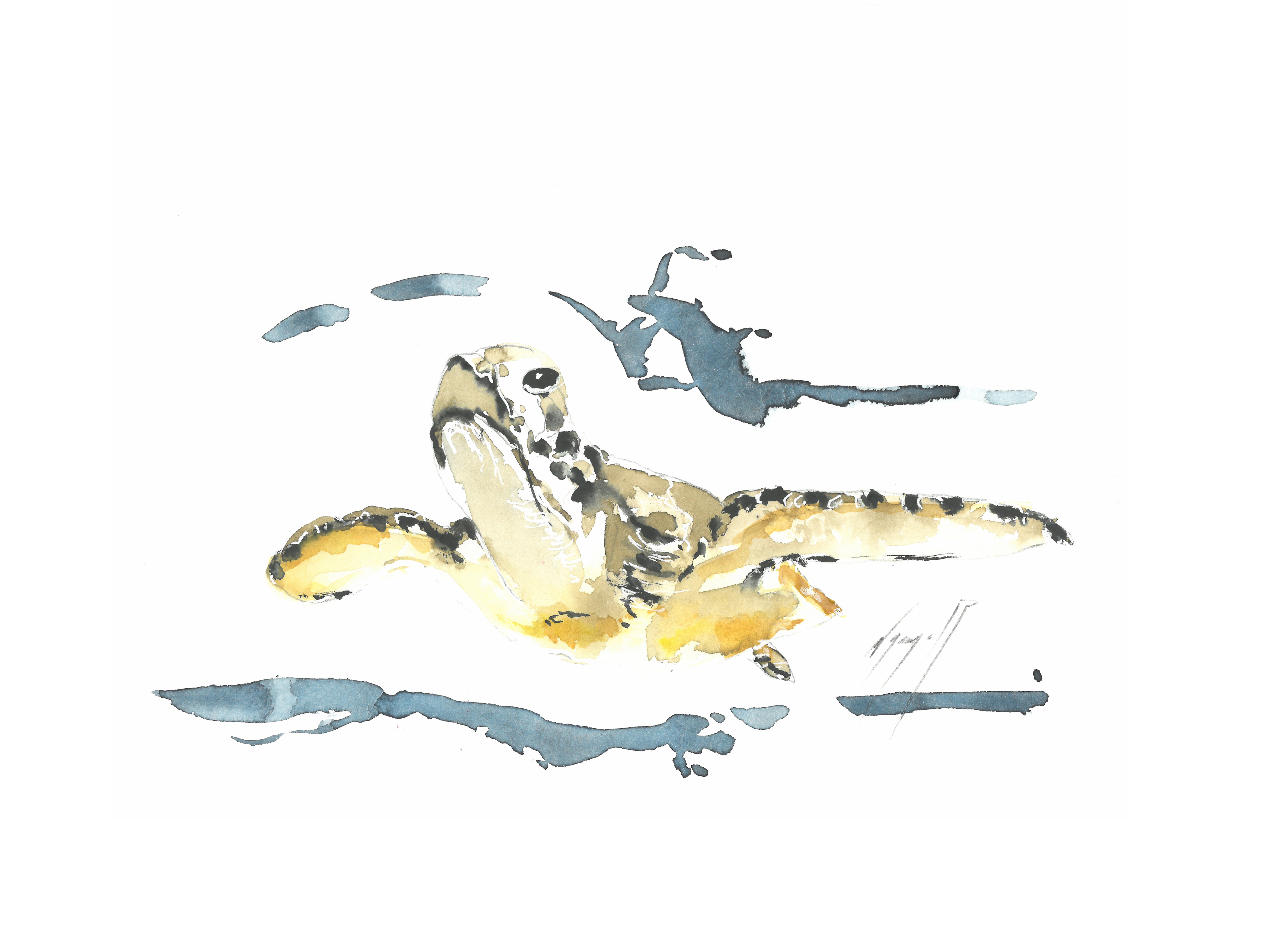 Noël Granger, Notre Tortue des Océans Noël Granger, Notre Tortue des Océans