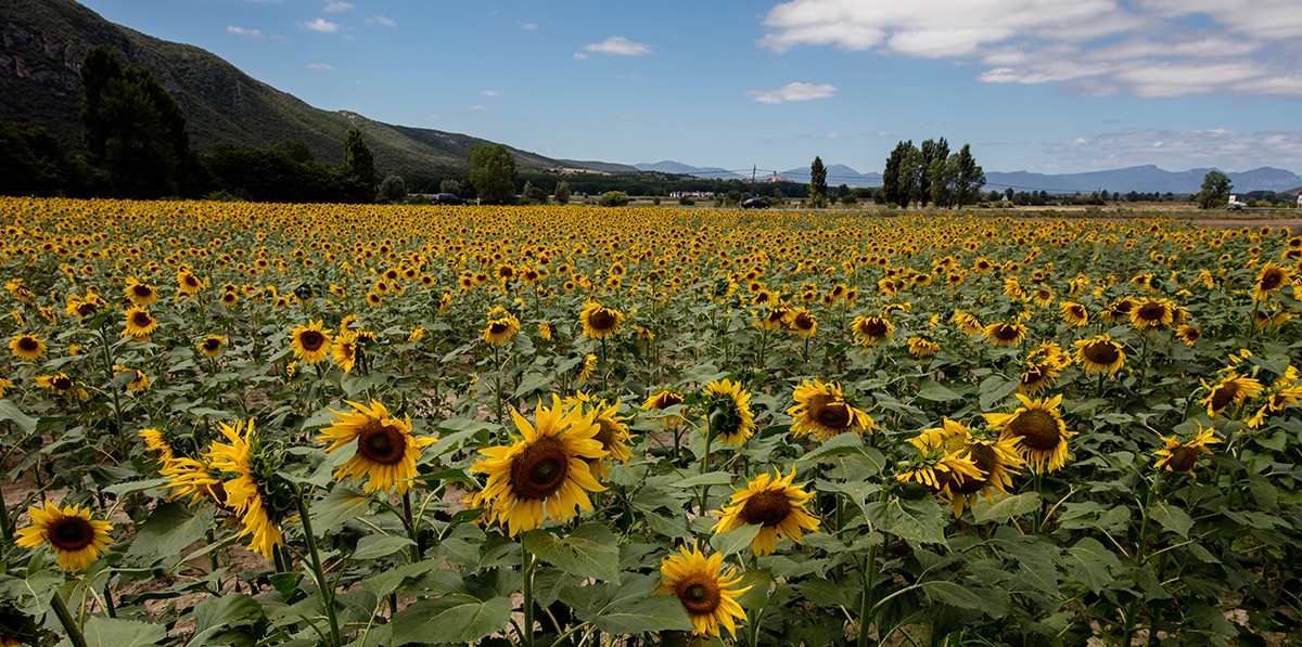 Anthony Horth, Sunflowers Anthony Horth, Sunflowers