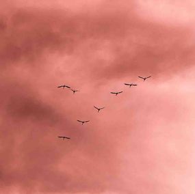 Fotografien, An air of pink 03, Camargue, Nathan Soulez-Larivière
