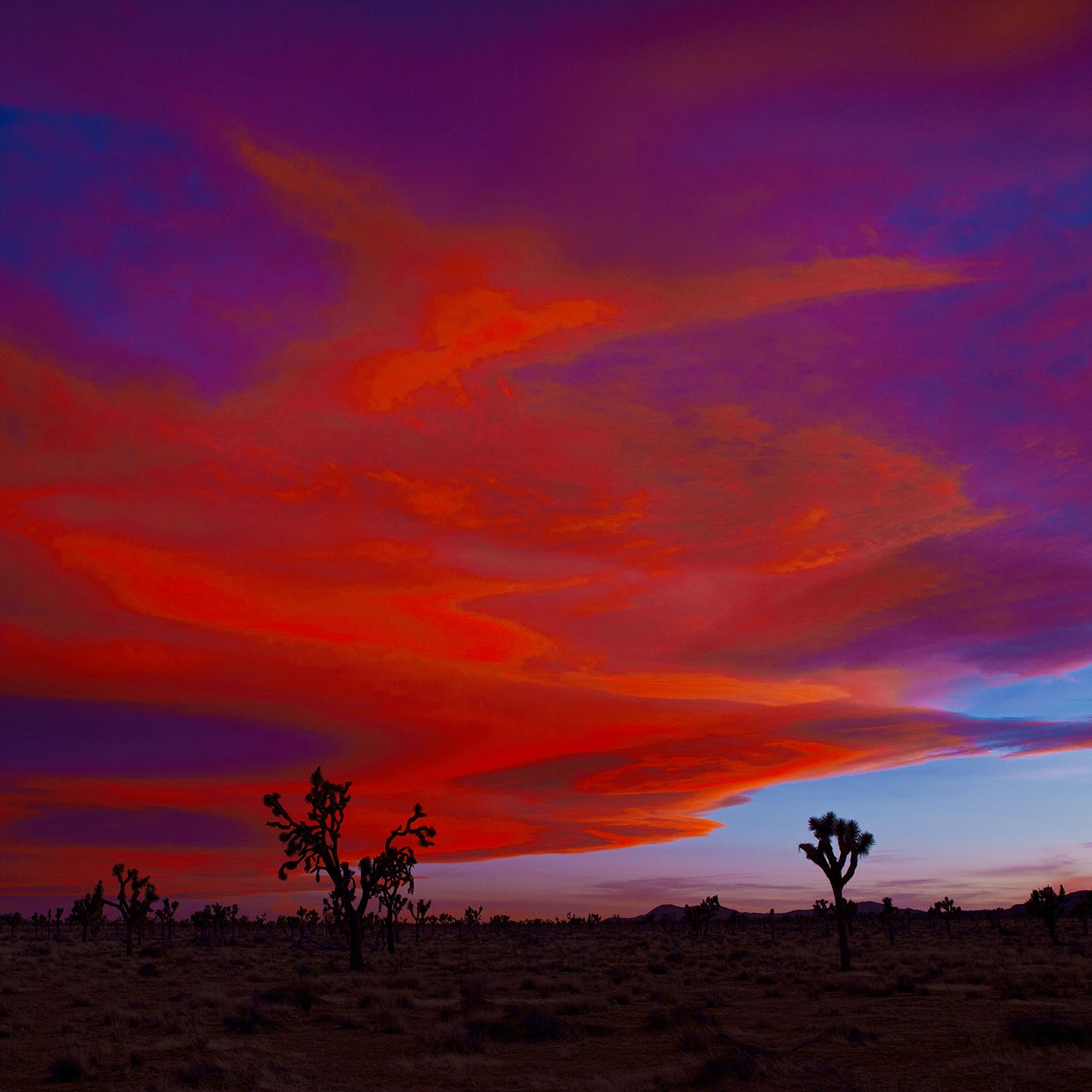 Heike Bohnstengel, Mojave Sunset, Joshua Tree Heike Bohnstengel, Mojave Sunset, Joshua Tree