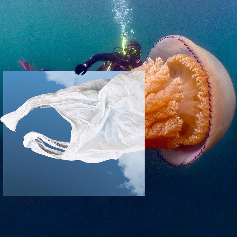 Karl N’da Adopo, Jelly-stic fish Karl N’da Adopo, Jelly-stic fish