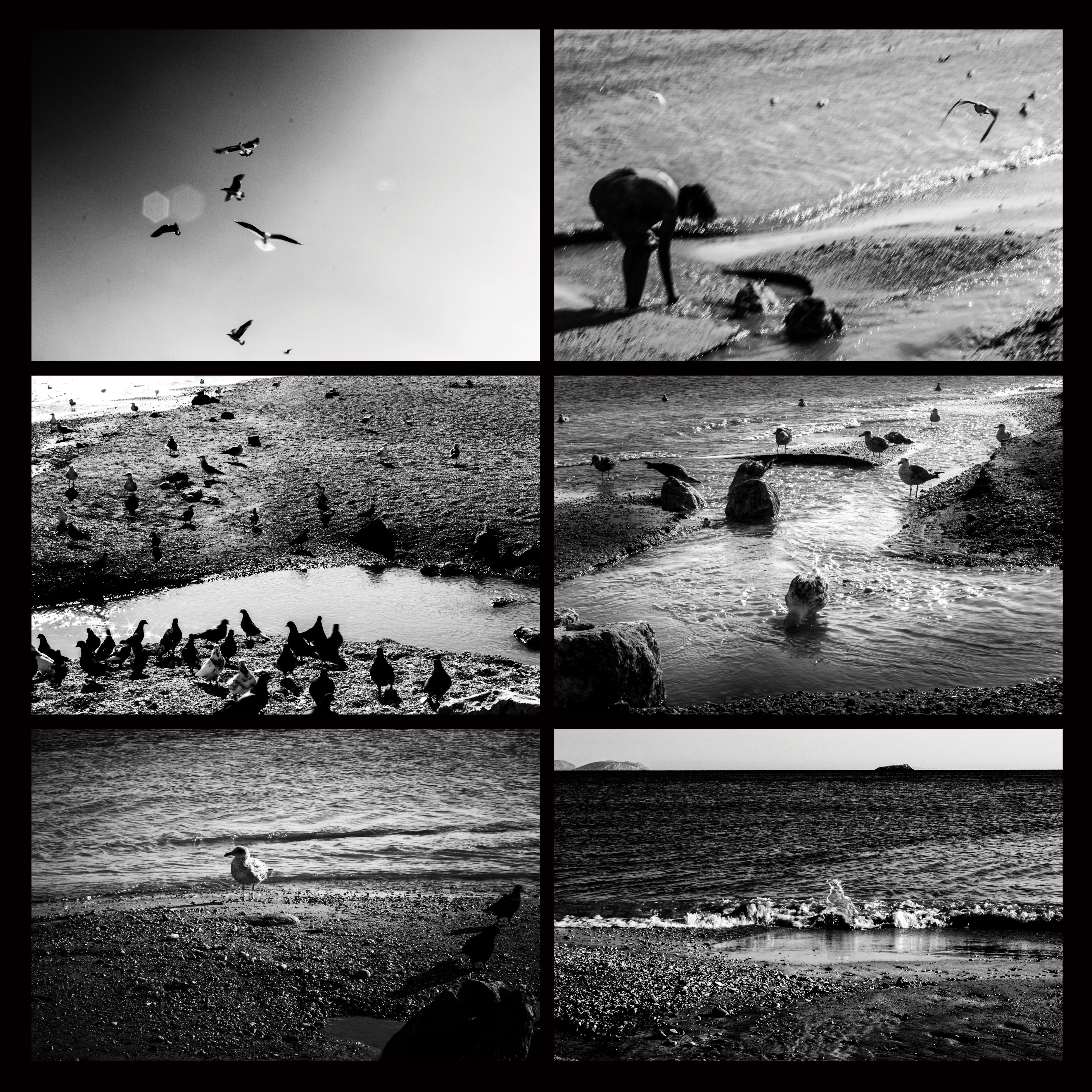 Ellie Sass (Sassayiannis), Seabirds : Connection Ellie Sass (Sassayiannis), Seabirds : Connection