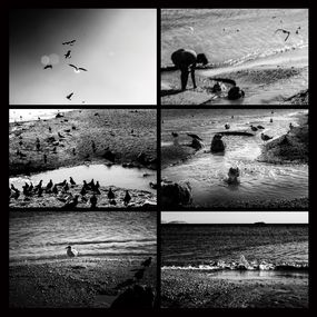 Photographie, Seabirds : Connection, Ellie Sass (Sassayiannis)