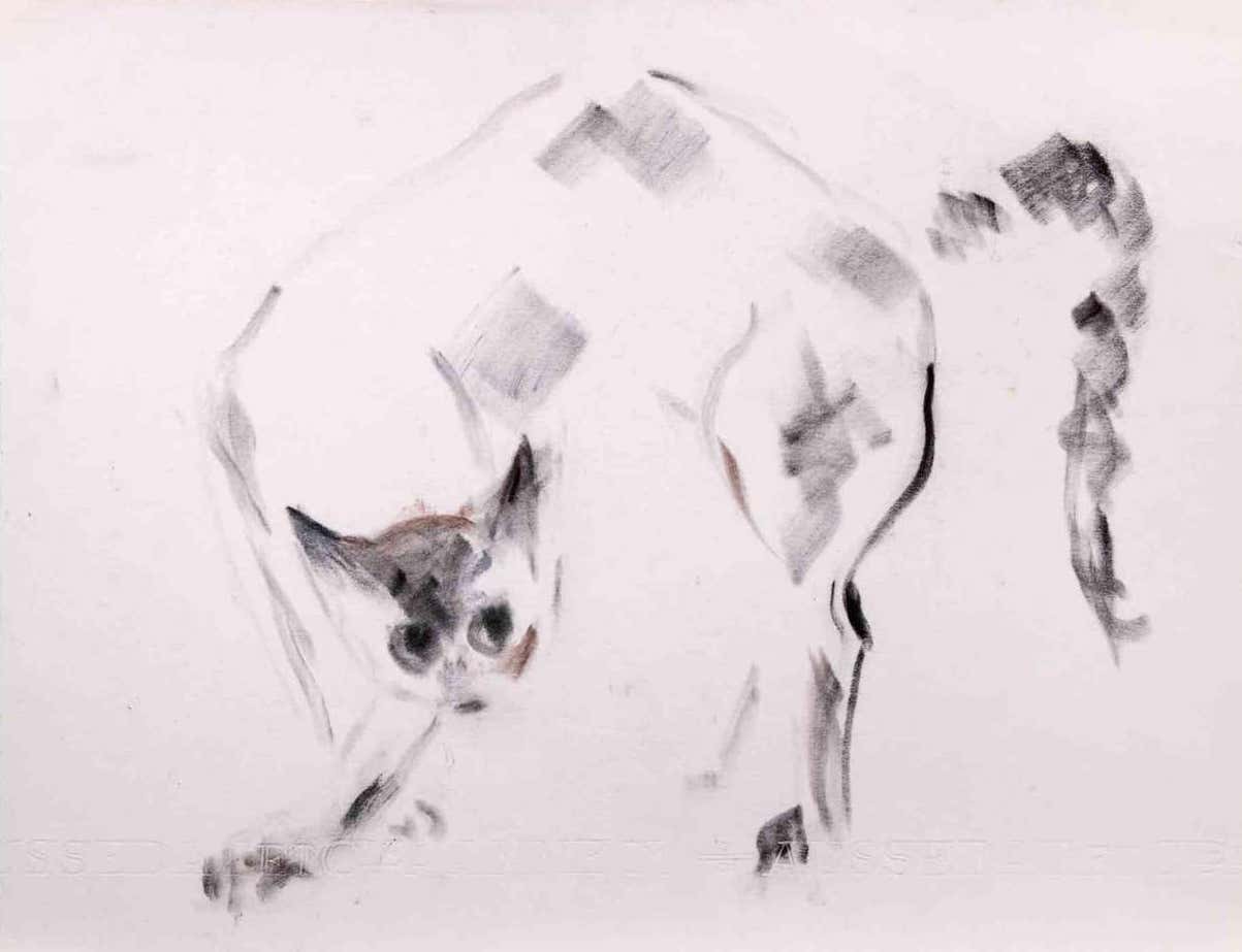 Giselle Halff, Cat Giselle Halff, Cat