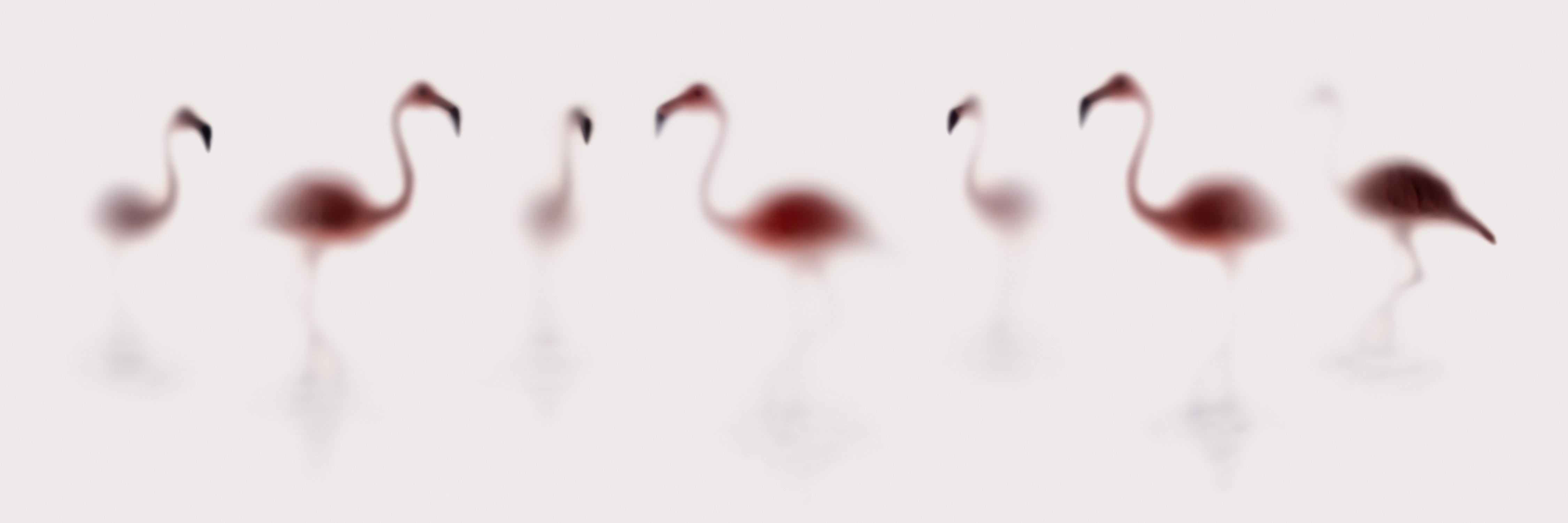 Sven Pfrommer, Wild lens - Flamingos Sven Pfrommer, Wild lens - Flamingos