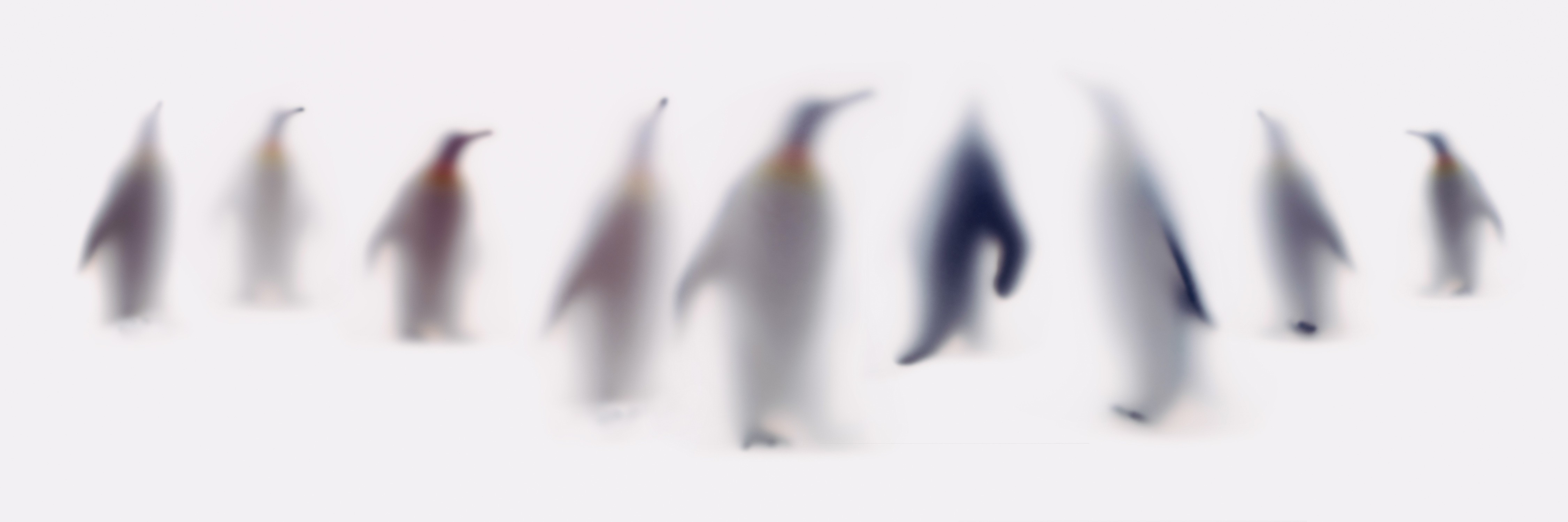 Sven Pfrommer, Wild lens - Penguins Sven Pfrommer, Wild lens - Penguins