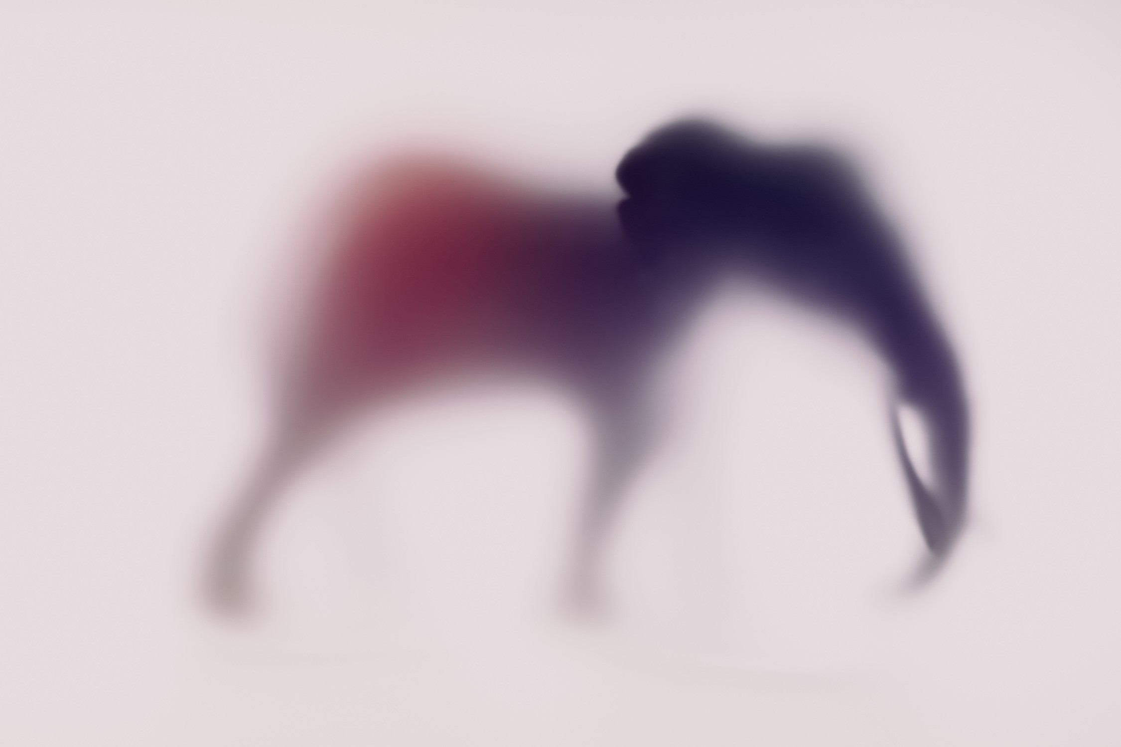 Sven Pfrommer, Wild lens - Elephant XX Sven Pfrommer, Wild lens - Elephant XX