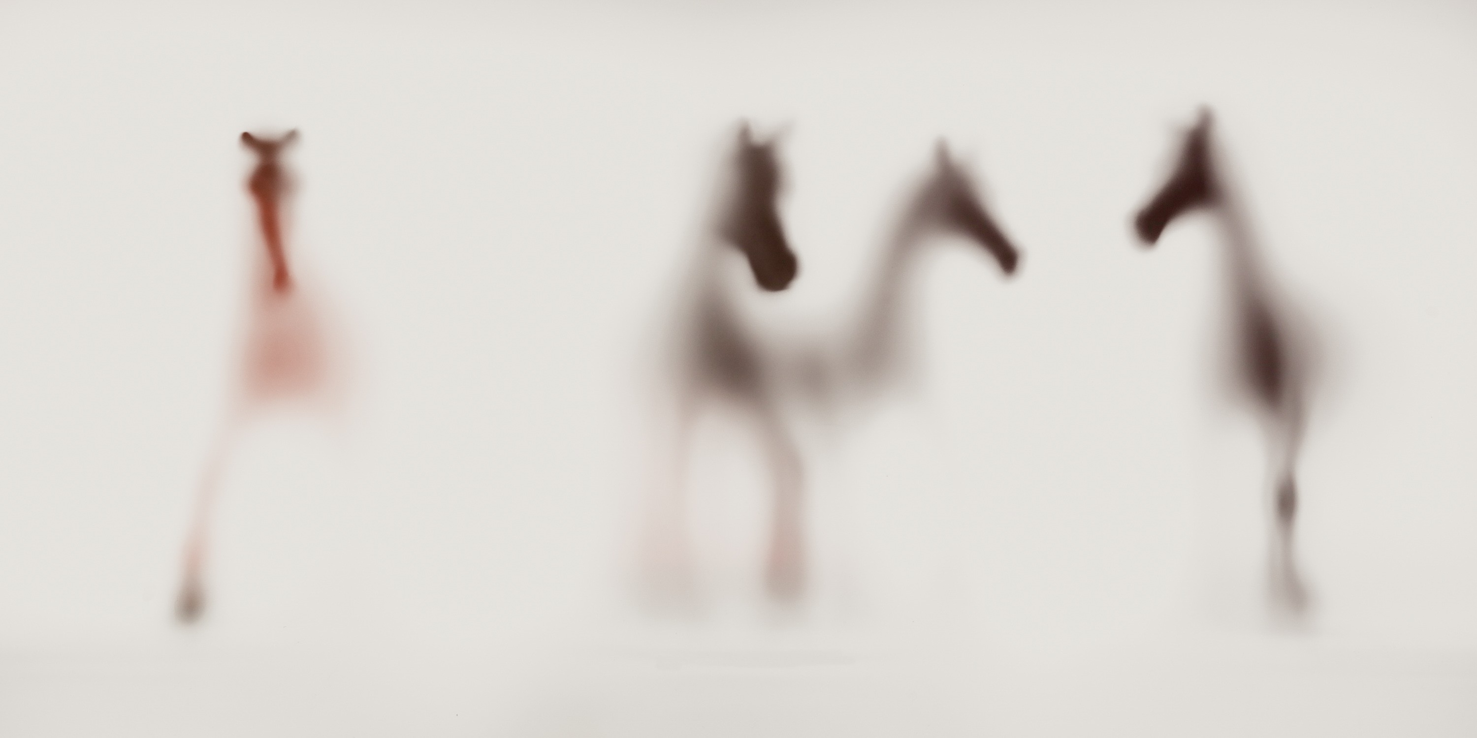 Sven Pfrommer, Wild lens - Horses I Sven Pfrommer, Wild lens - Horses I
