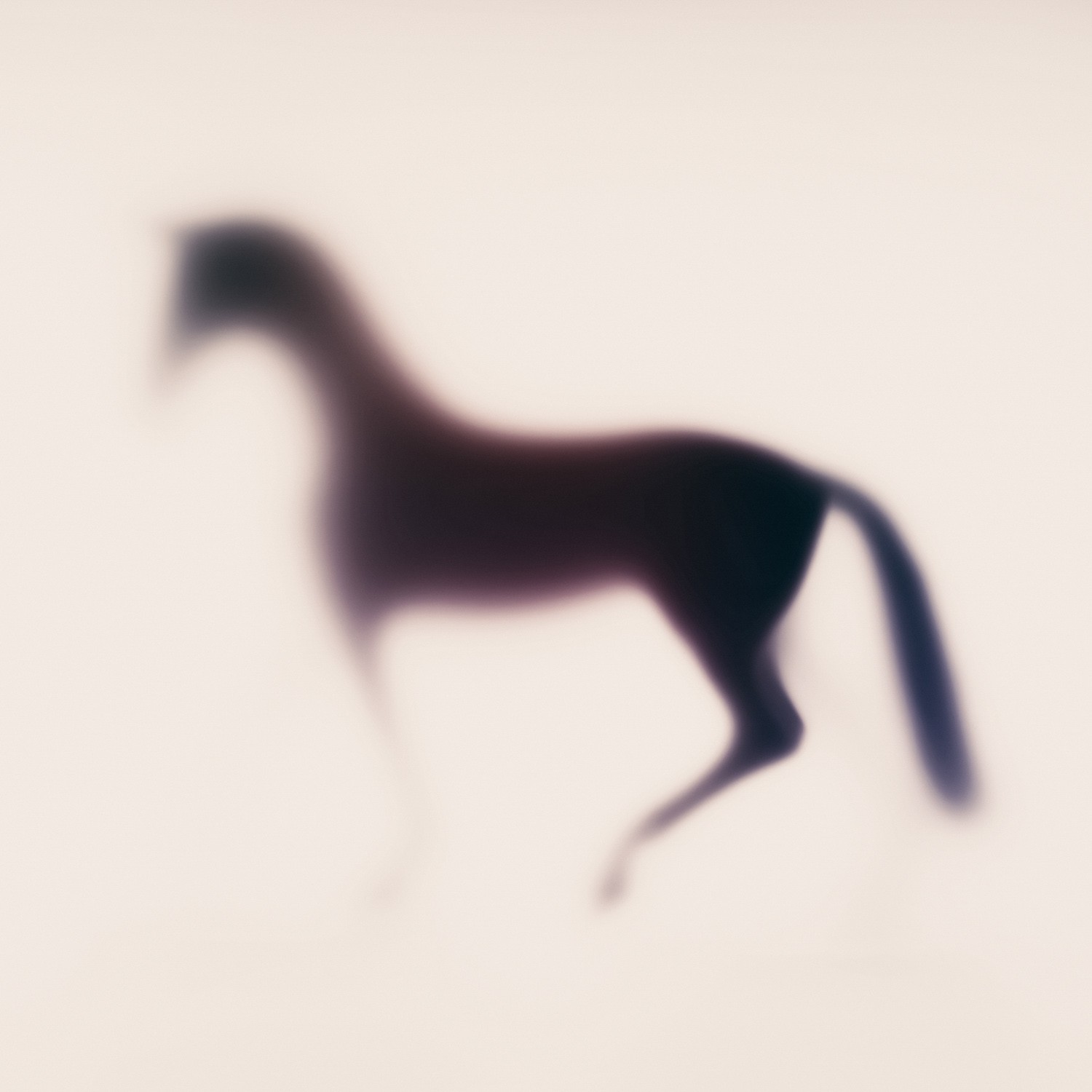 Sven Pfrommer, Wild Lens - Horse XXIV Sven Pfrommer, Wild Lens - Horse XXIV