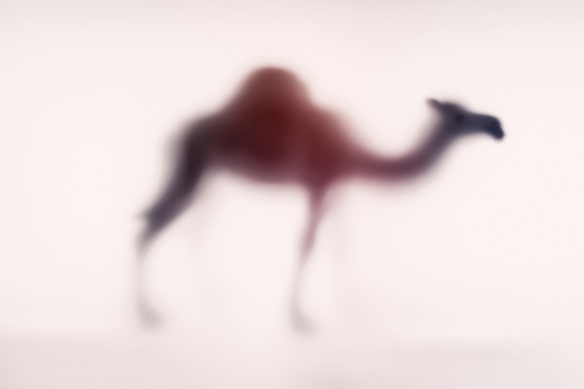 Sven Pfrommer, Wild Lens - Dromadary Sven Pfrommer, Wild Lens - Dromadary