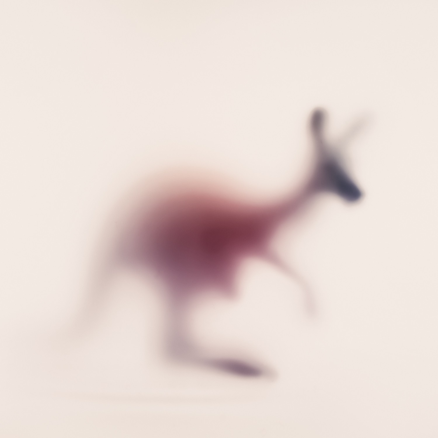 Sven Pfrommer, Wild Lens - KANGAROO Sven Pfrommer, Wild Lens - KANGAROO