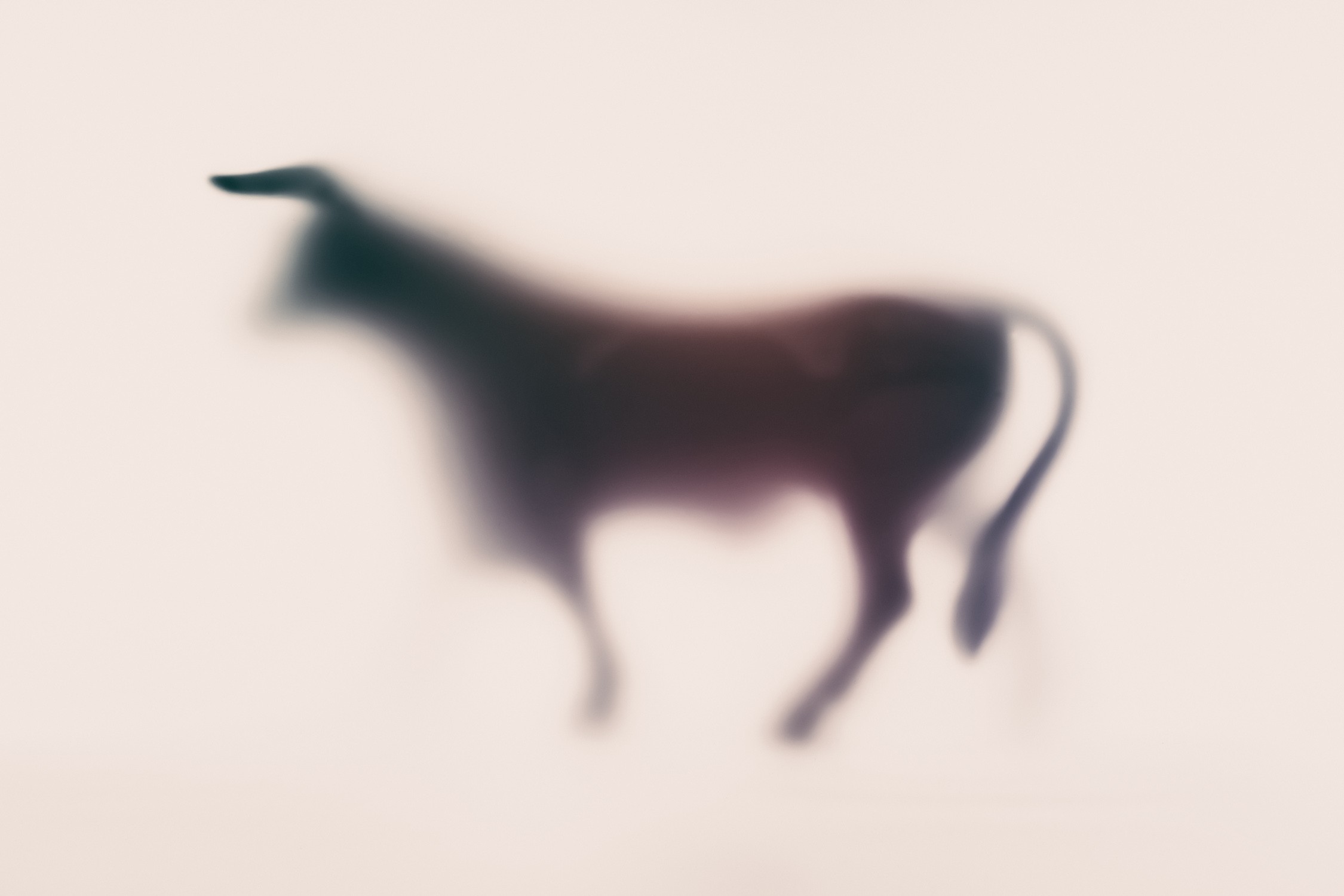 Sven Pfrommer, Wild Lens - Toro Sven Pfrommer, Wild Lens - Toro