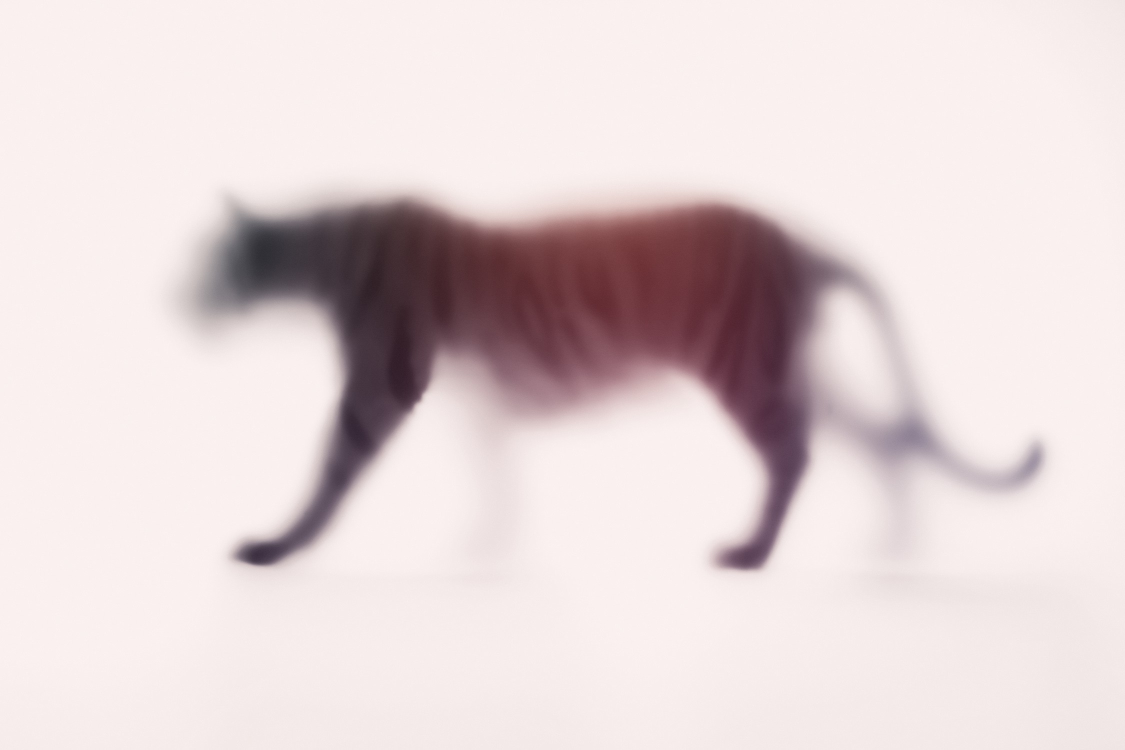Sven Pfrommer, Wild Lens - Tiger Sven Pfrommer, Wild Lens - Tiger