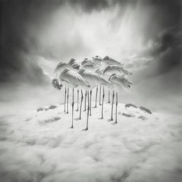 Photography, Sweet Dreams, Sherry Akrami