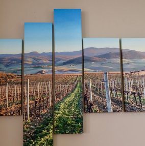 Fotografien, Winter Tuscan Vineyard, Donna Carnahan