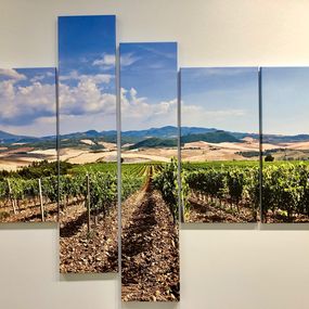 Fotografien, Summer Tuscan Vineyard, Donna Carnahan