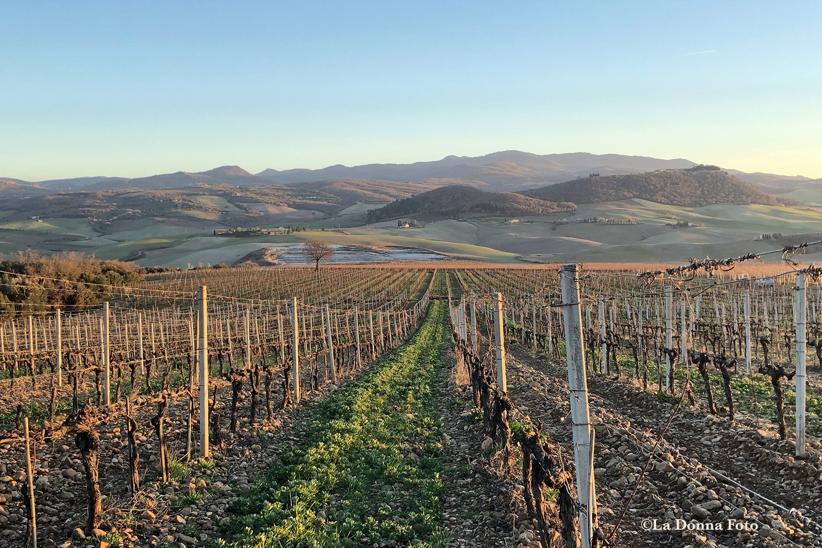 Donna Carnahan, Winter Tuscan Vineyard Donna Carnahan, Winter Tuscan Vineyard